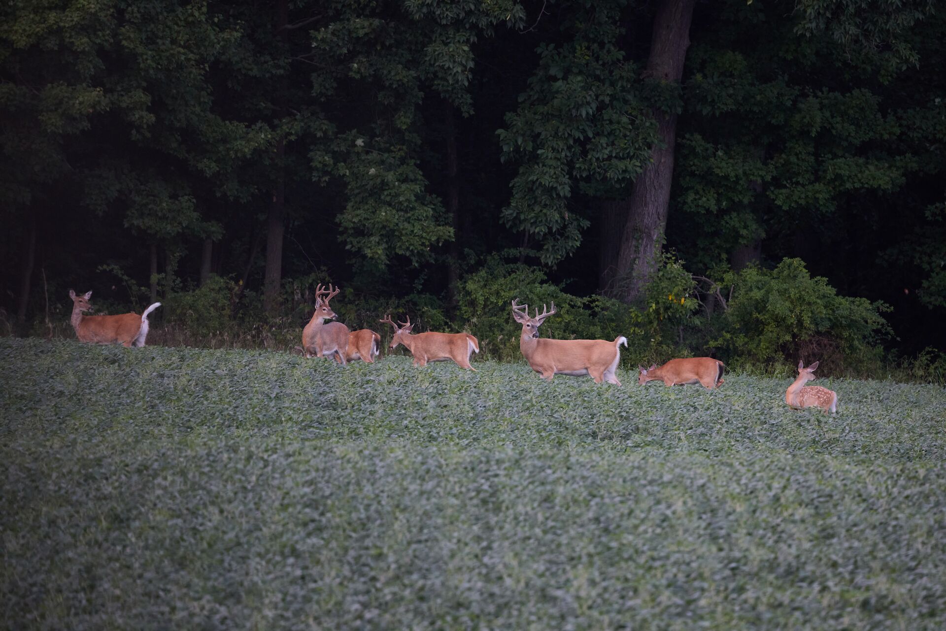 Deer graze in food plot, tips for hunters concept.