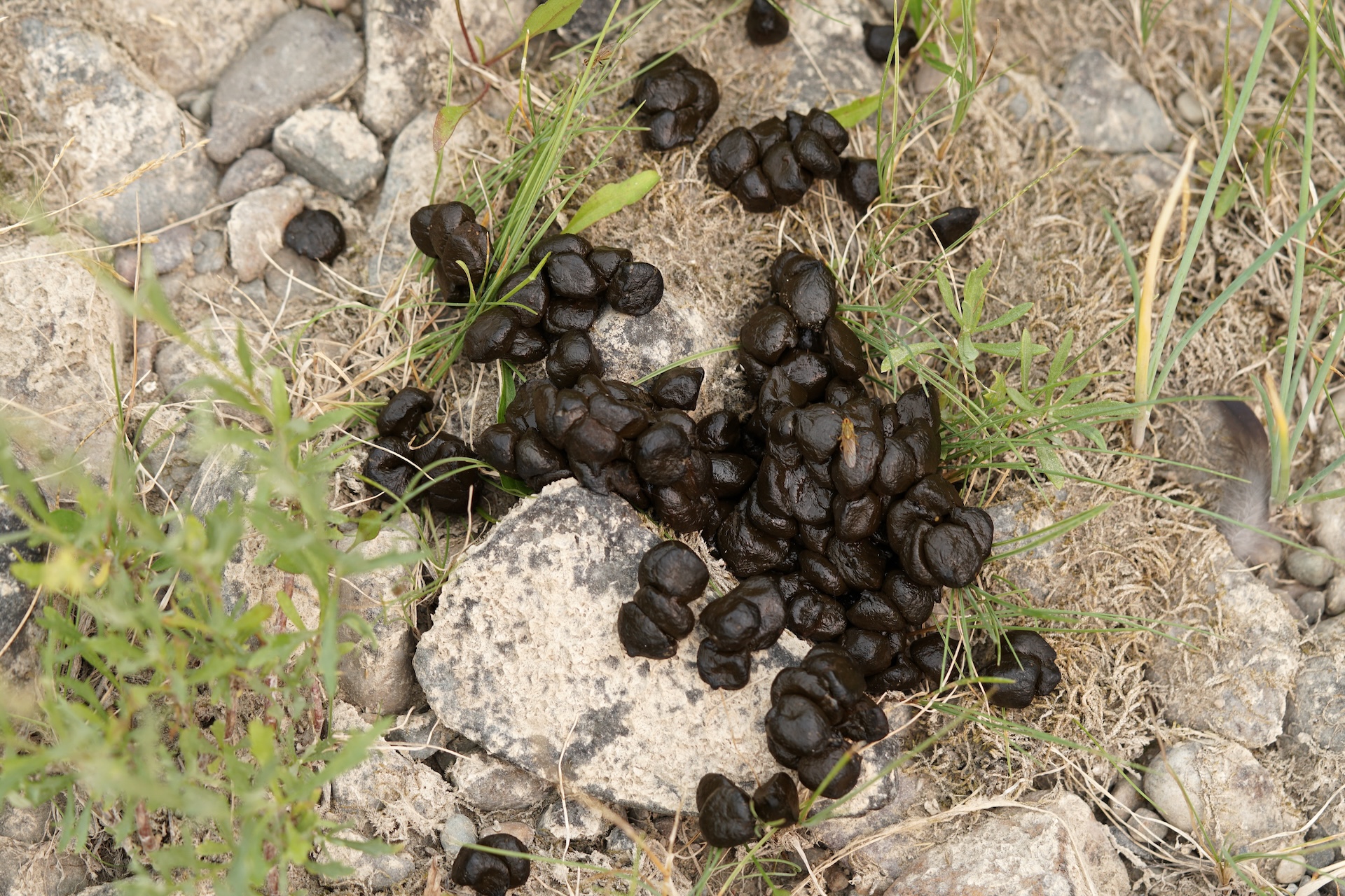 Pile of deer droppings on the ground.