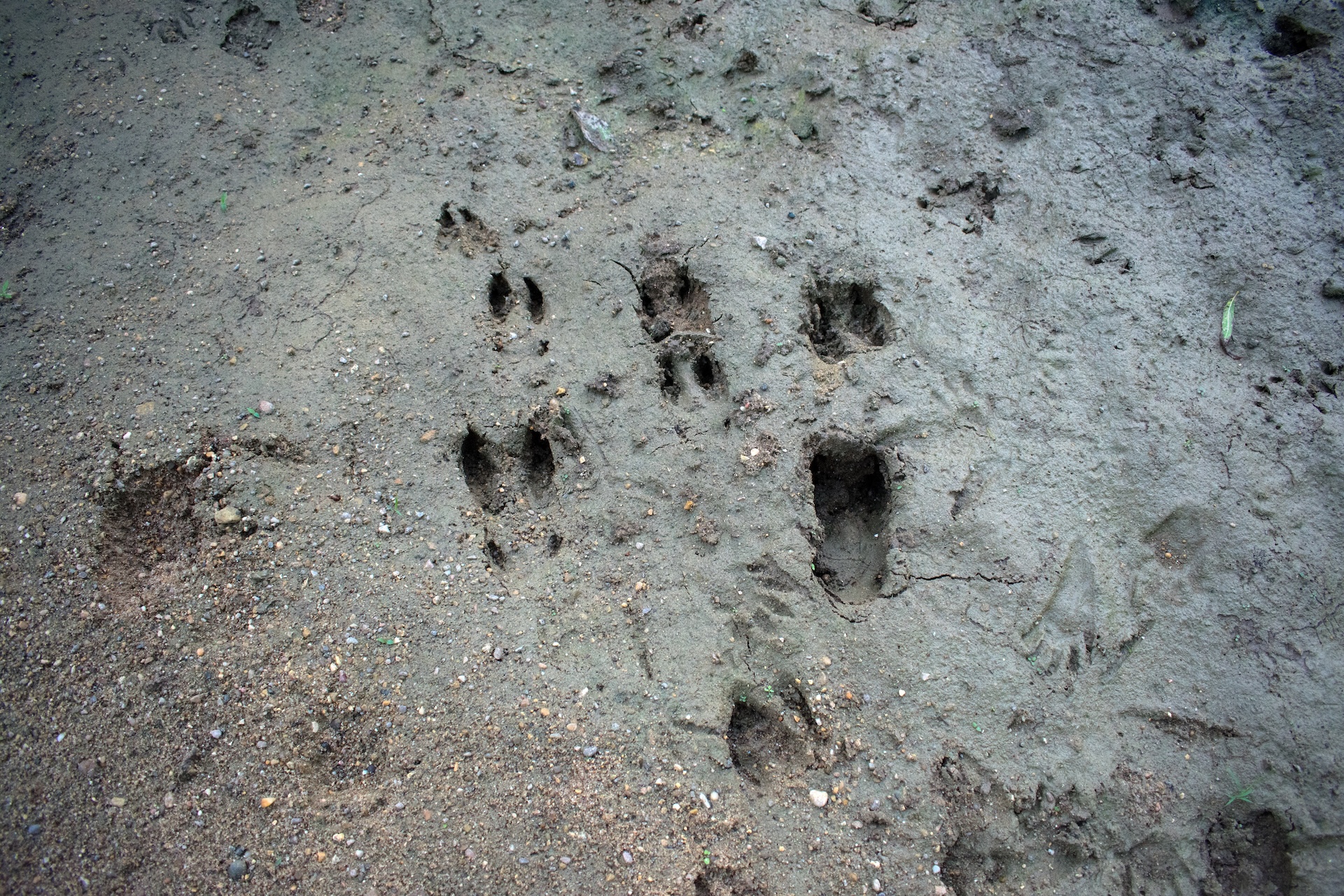 Deer tracks in dirt, hunting for beginners concept.