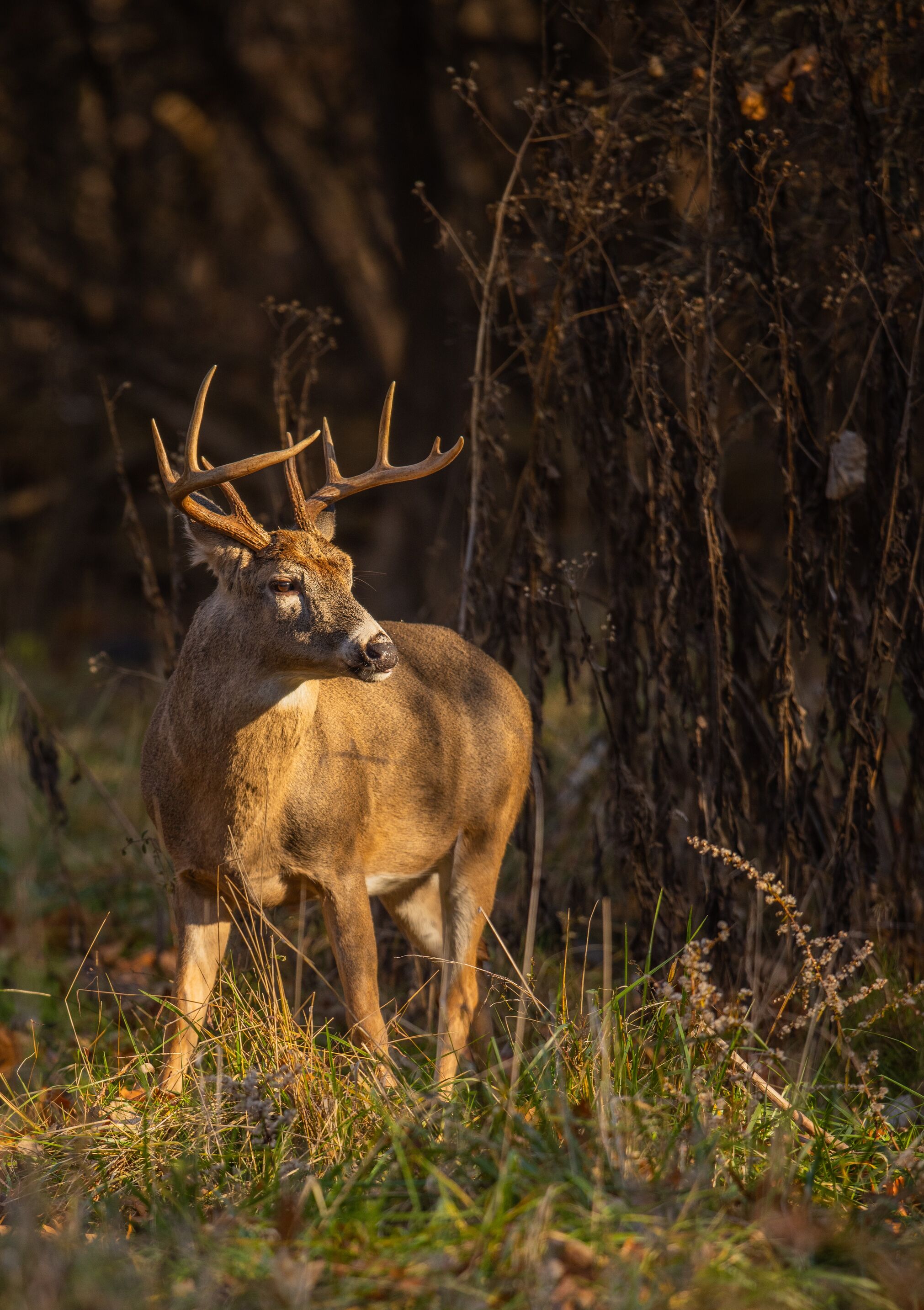 Buck deer near trees, Zack McQueen photos. 