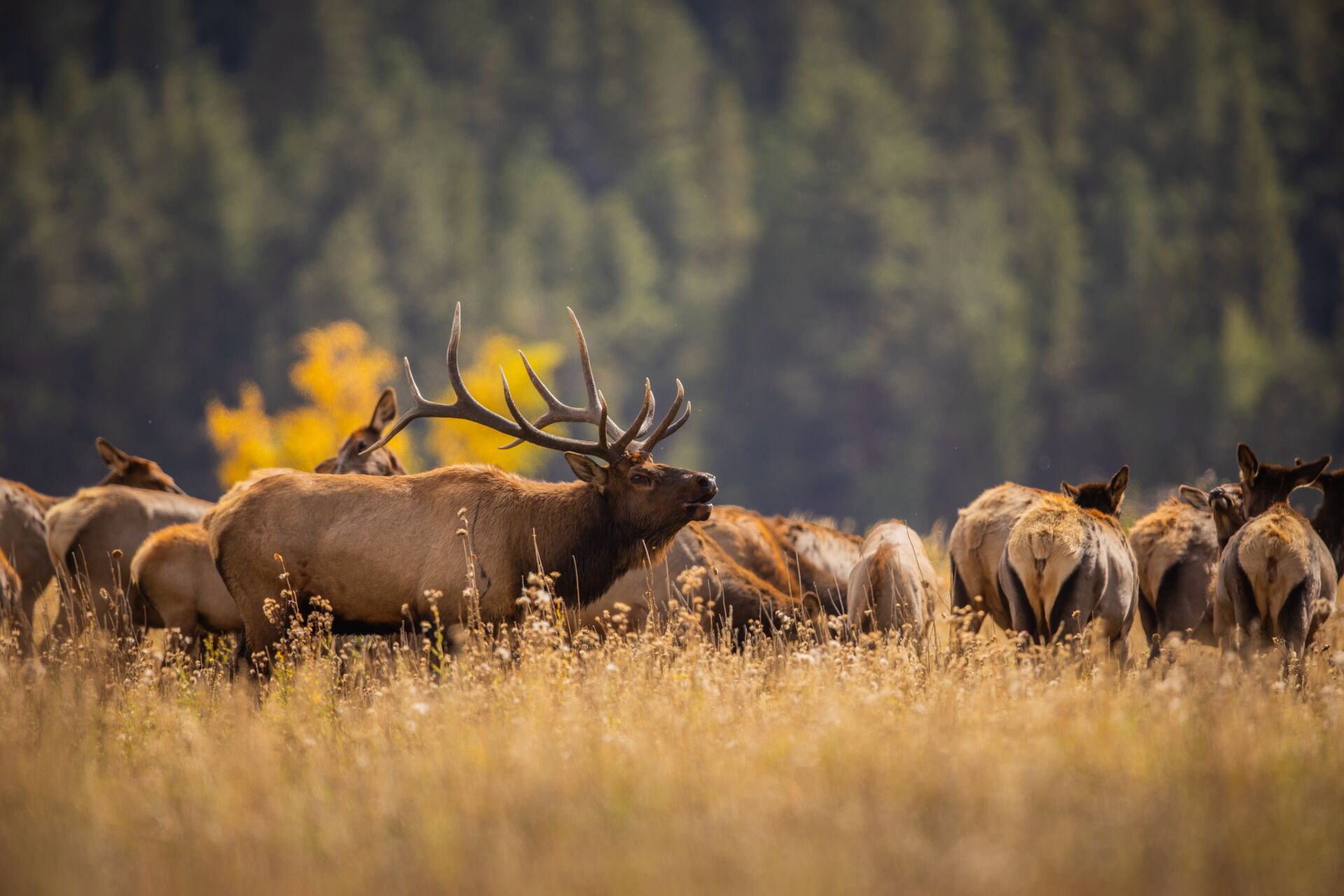 Bull elk bugles near herd. 
