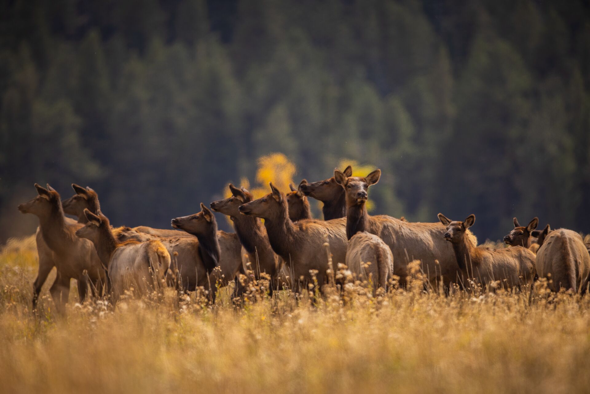 Herd of elk, wildlife population management concept. 