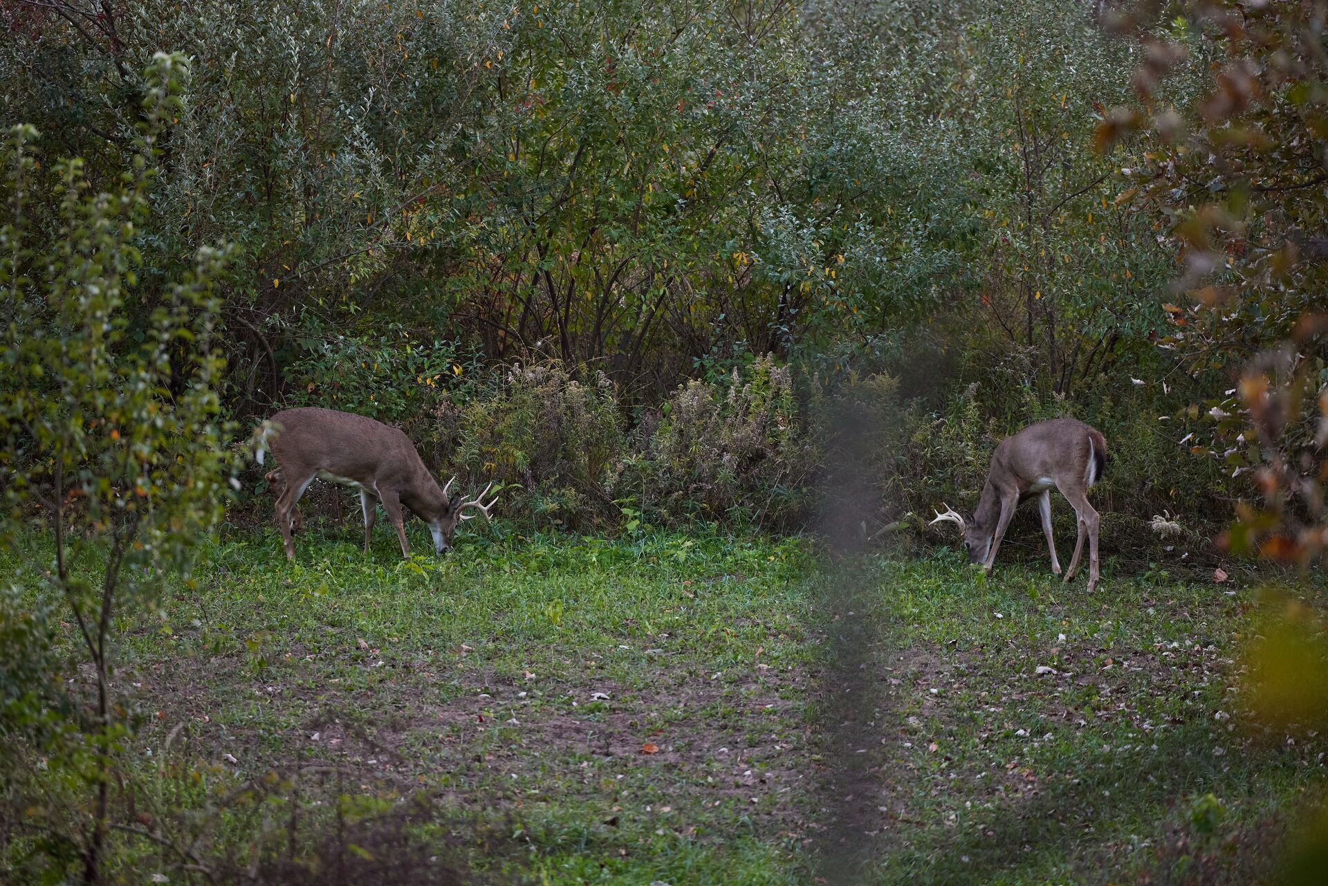 Two deer browsing in a clearing, deer herd health concept. 