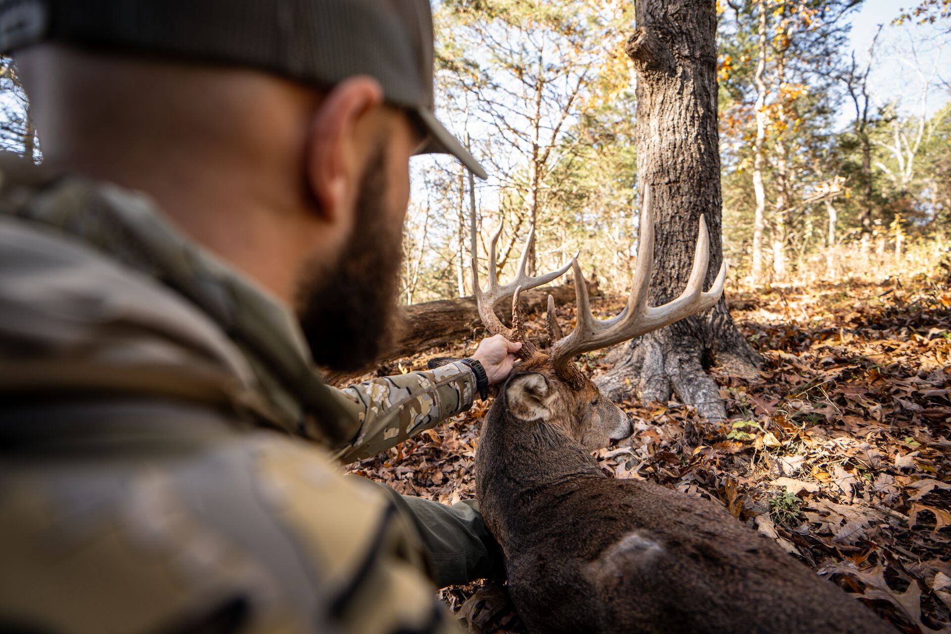 Over the shoulder view of hunter on ground with buck, deer herd health concept. 