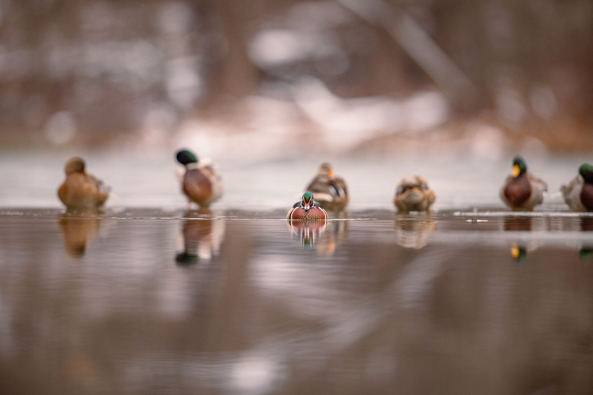 Row of ducks on calm water, hunting regulations concept. 