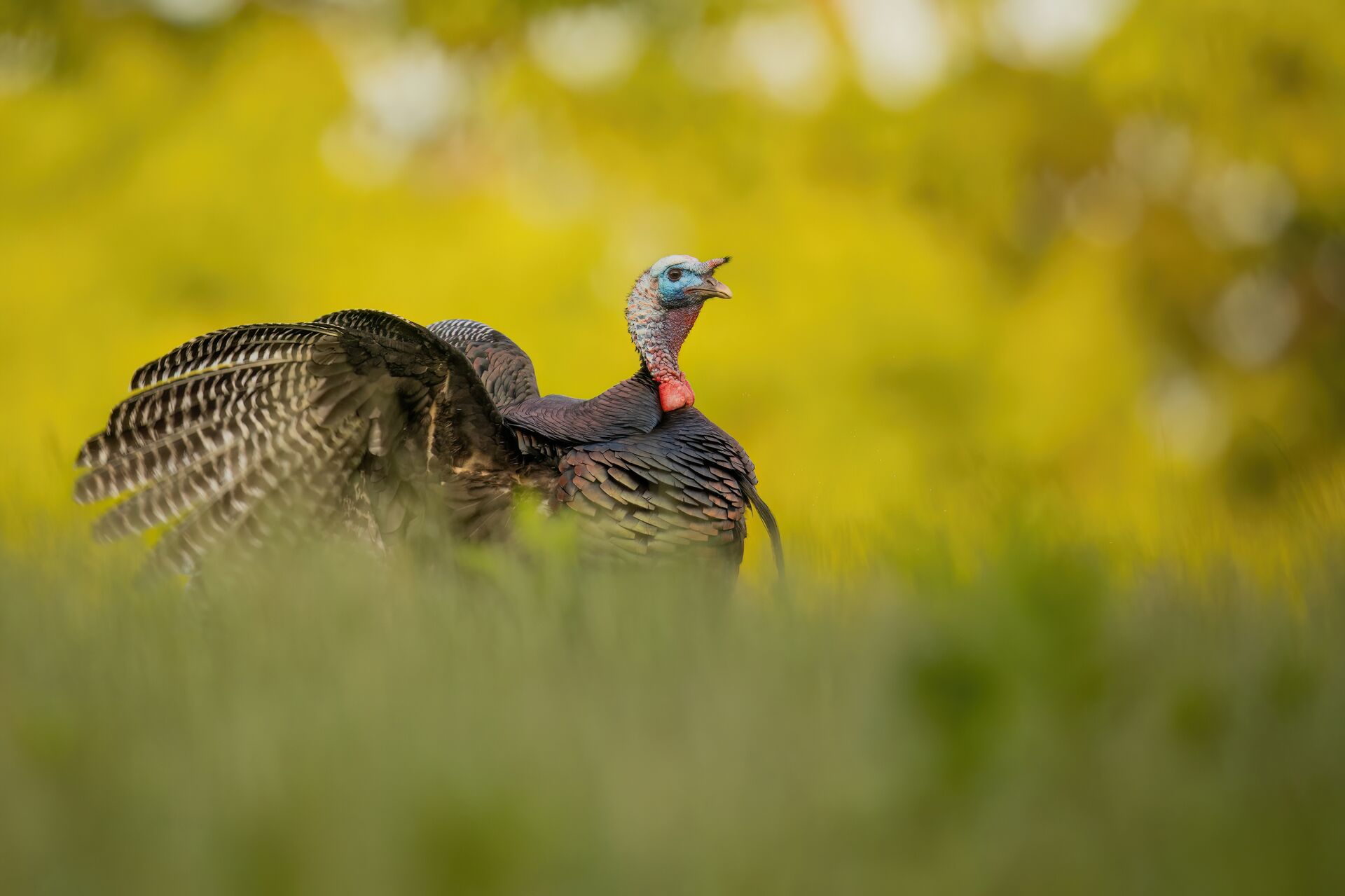 Turkey in the wild, know hunting laws concept. 