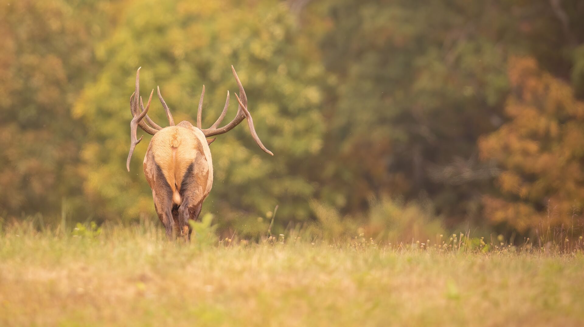 Back view of large bull elk, California hunting license requirements concept.