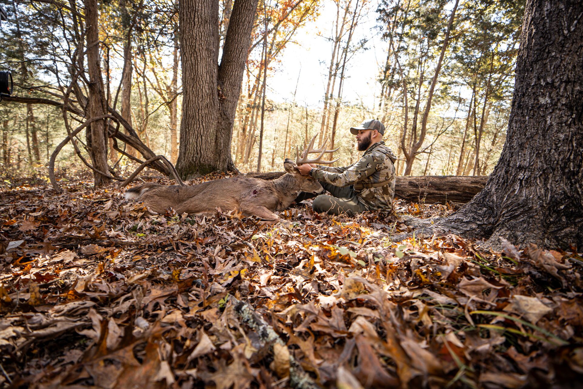 Hunter with buck down in the woods, know California hunting laws concept. 