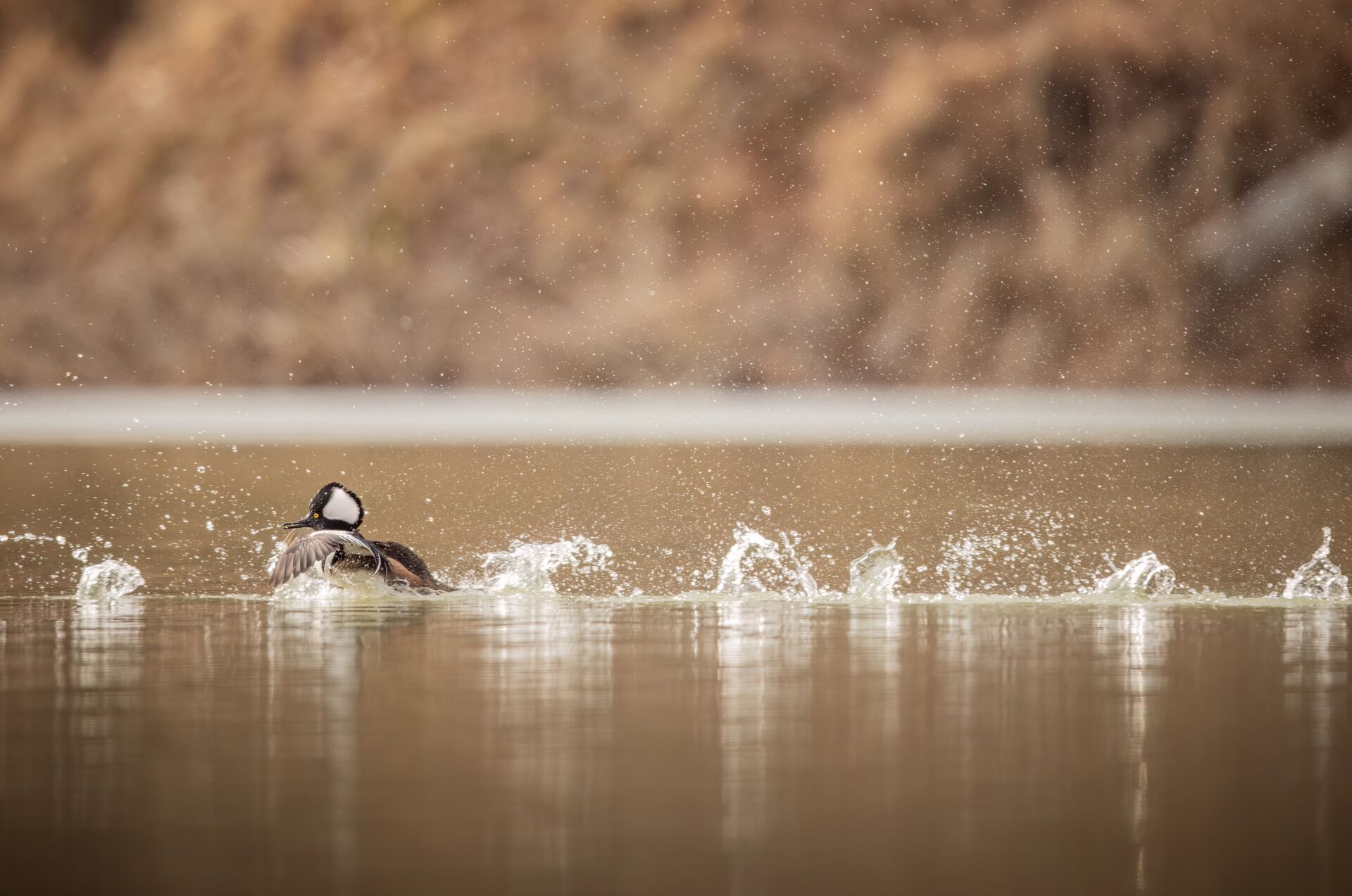 Merganser on the water, how much does a California hunting license cost concept. 