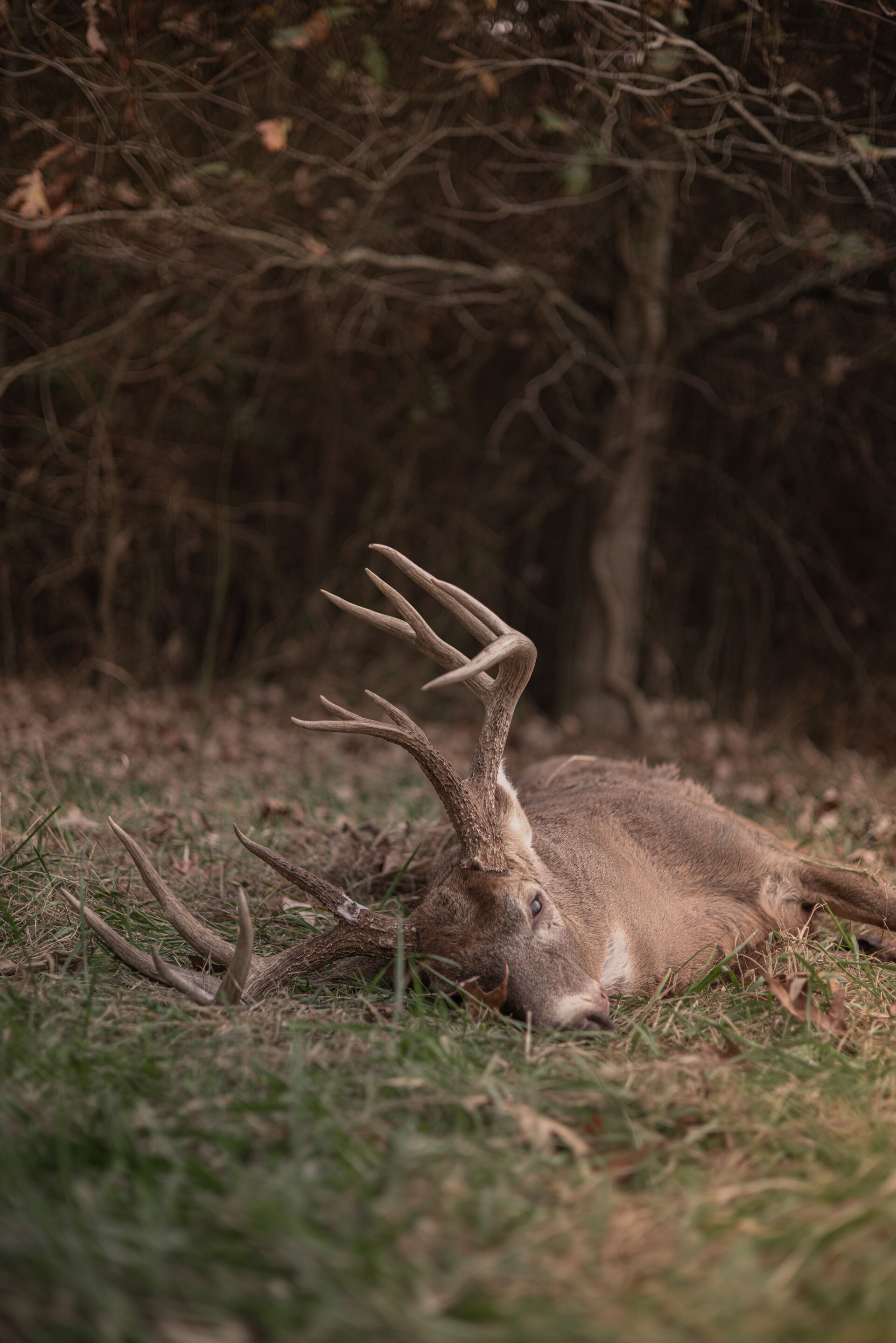 Buck deer down on ground, how much are deer tags in California concept. 