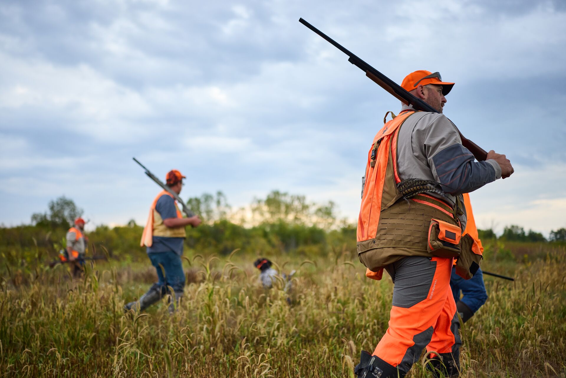 Hunters in blaze orange with shotguns walk field for upland hunt. 