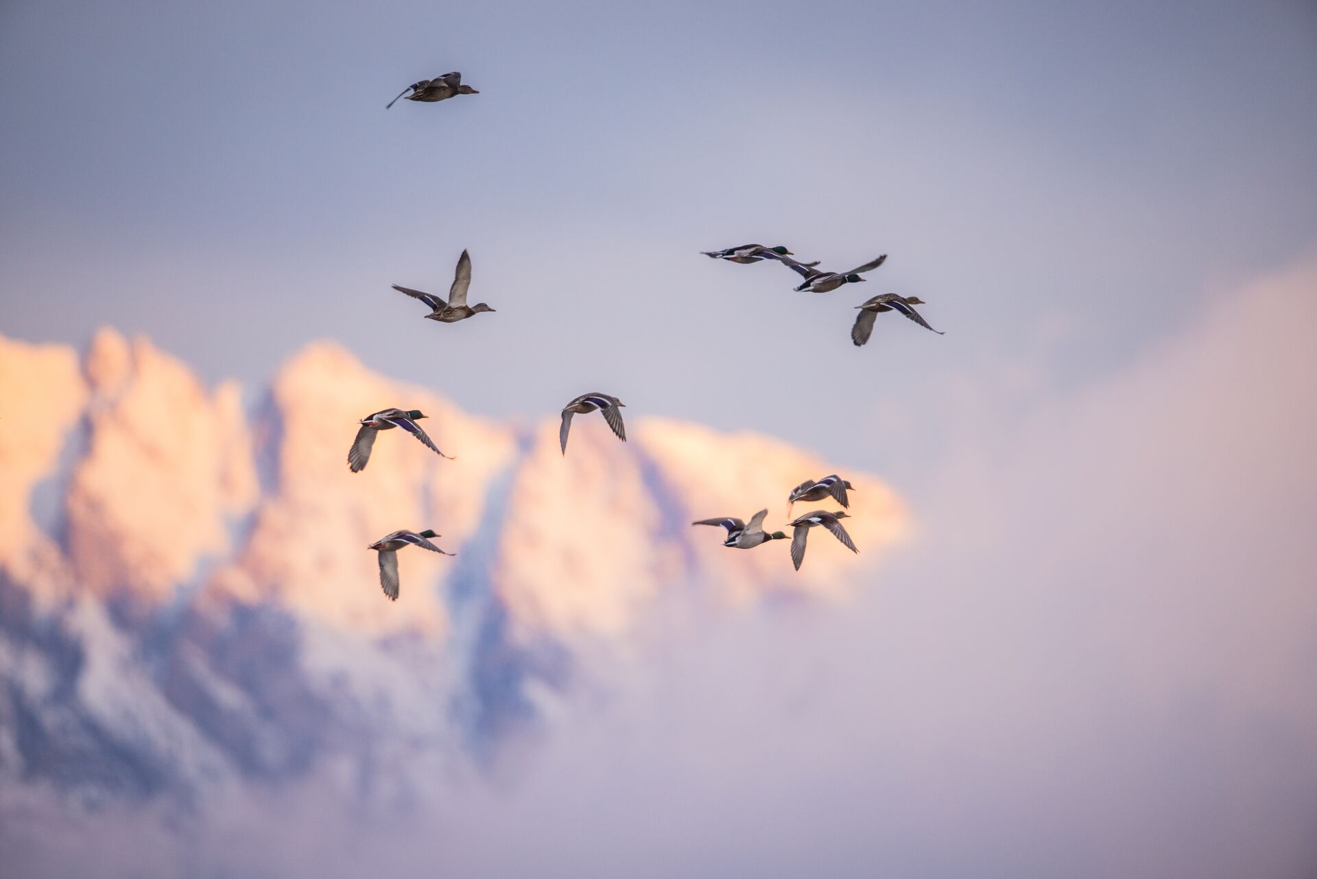 Waterfowl in flight, how to get a hunting license in California concept. 