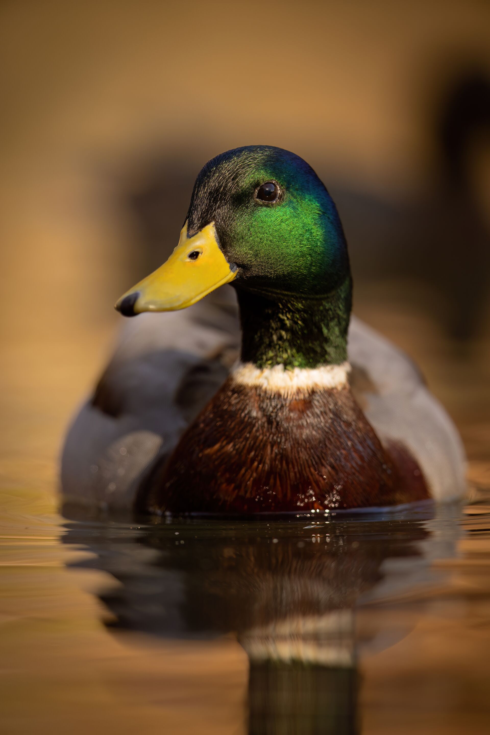 Close-up of a mallard on the water, how to get a hunting license in California concept.