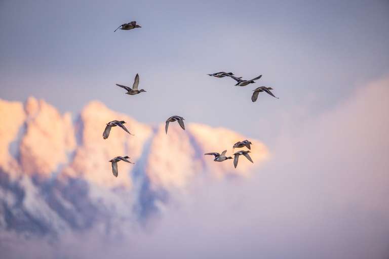 Waterfowl in flight, how to get a hunting license in California concept. 