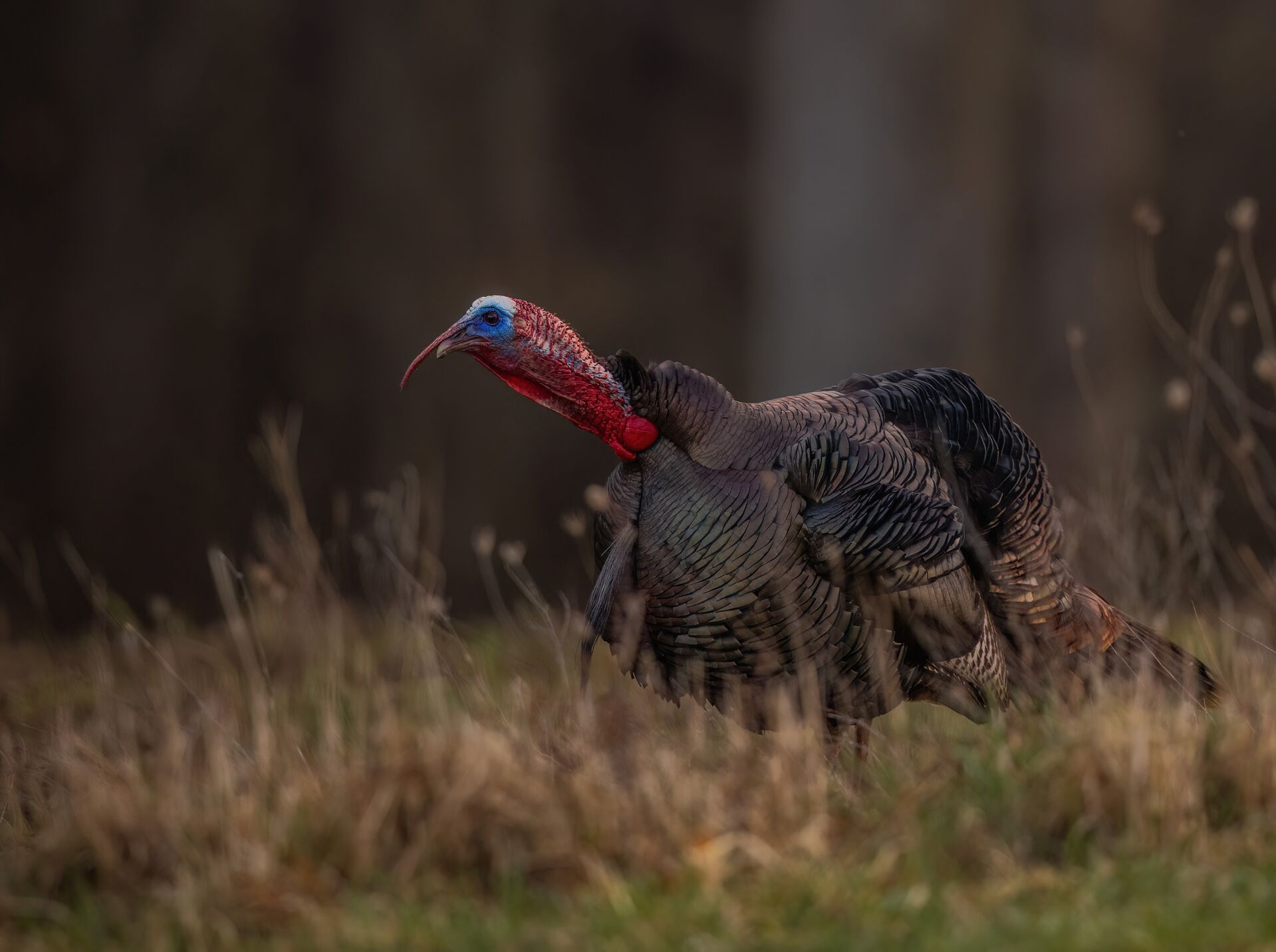 Close-up of a turkey in a field.