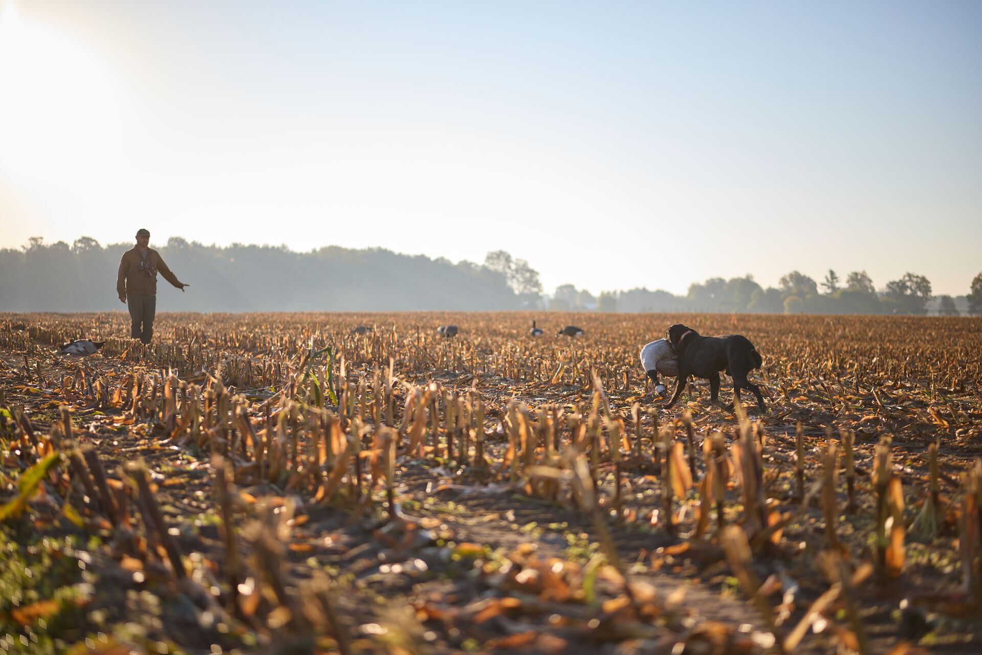 Dog brings goose to hunter in field, know the Michigan hunting laws concept. 