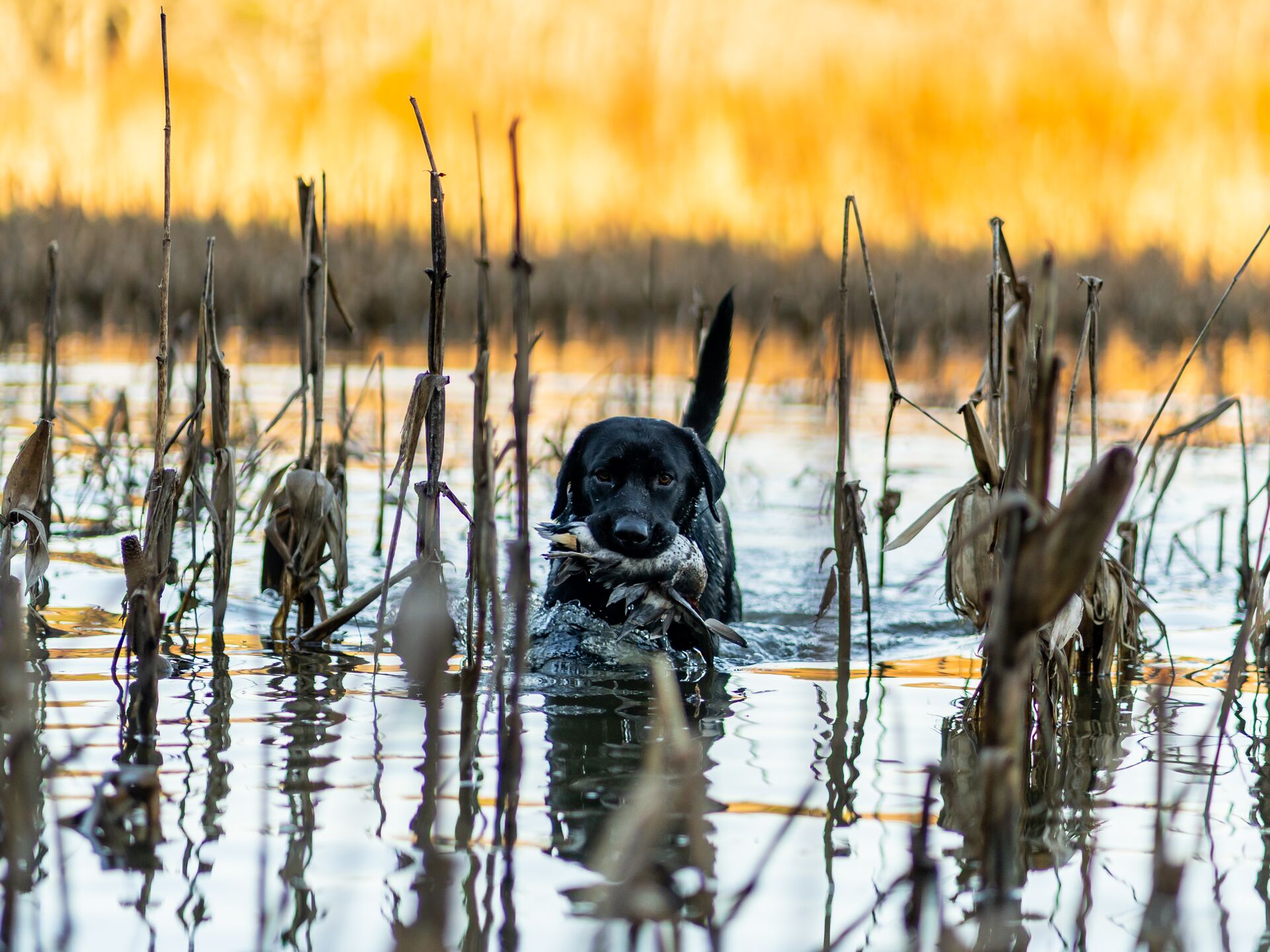 Dog retrieves waterfowl in water during hunt. 