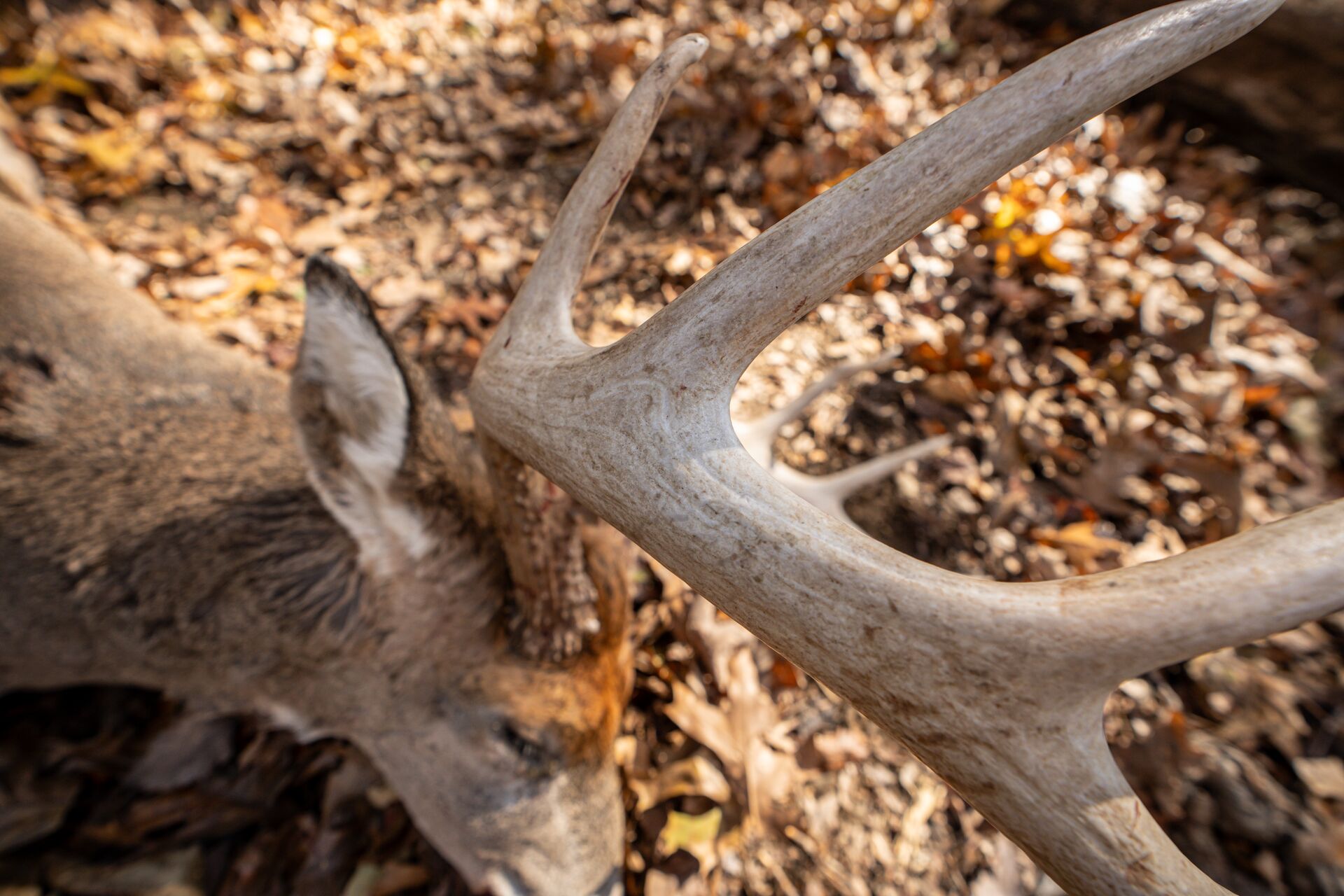 Close-up of buck and antlers on ground after hunt, requirements for texas hunting license concept. 