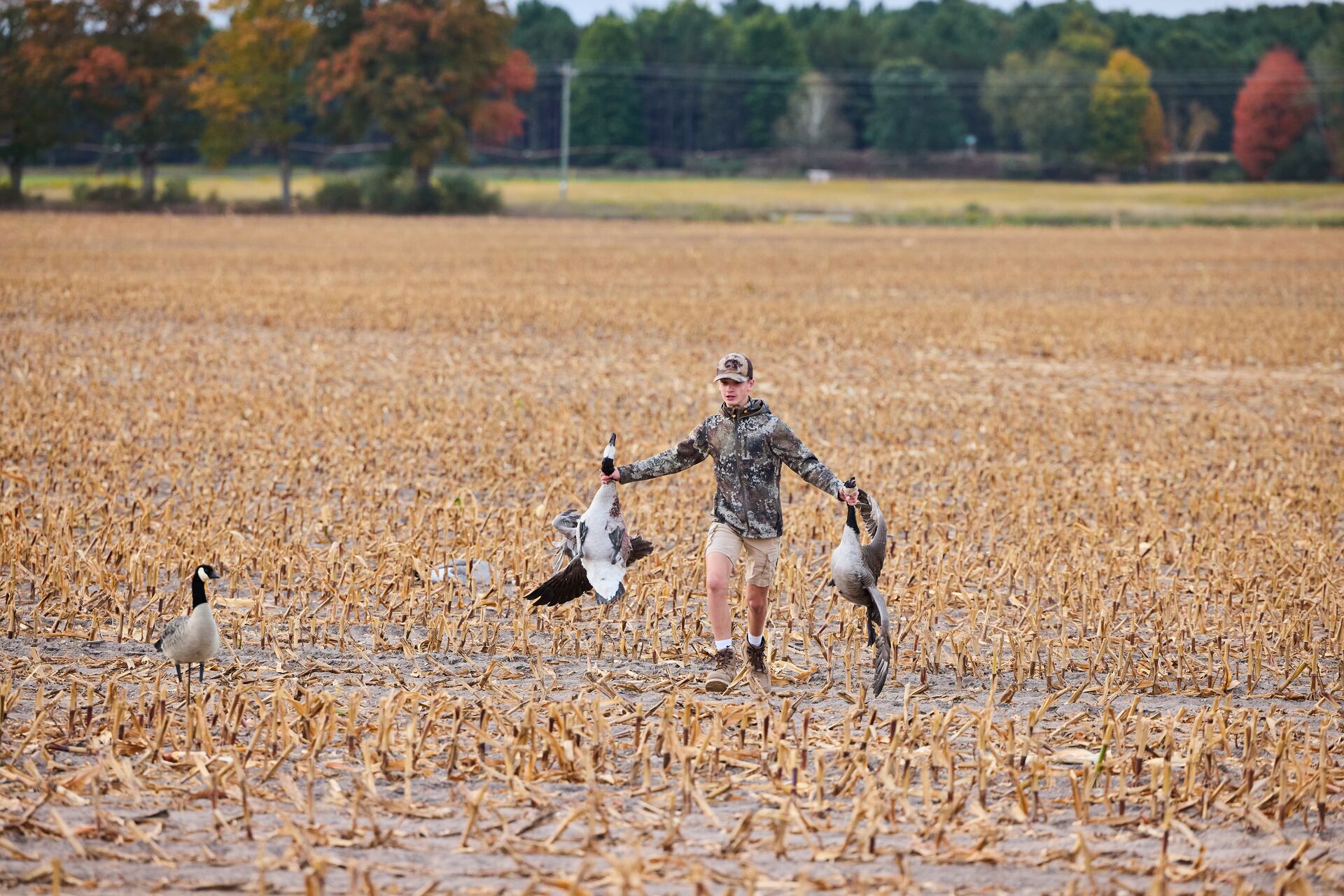 Boy carries geese in field after hunting, how to get an apprentice hunting license in Indiana concept. 