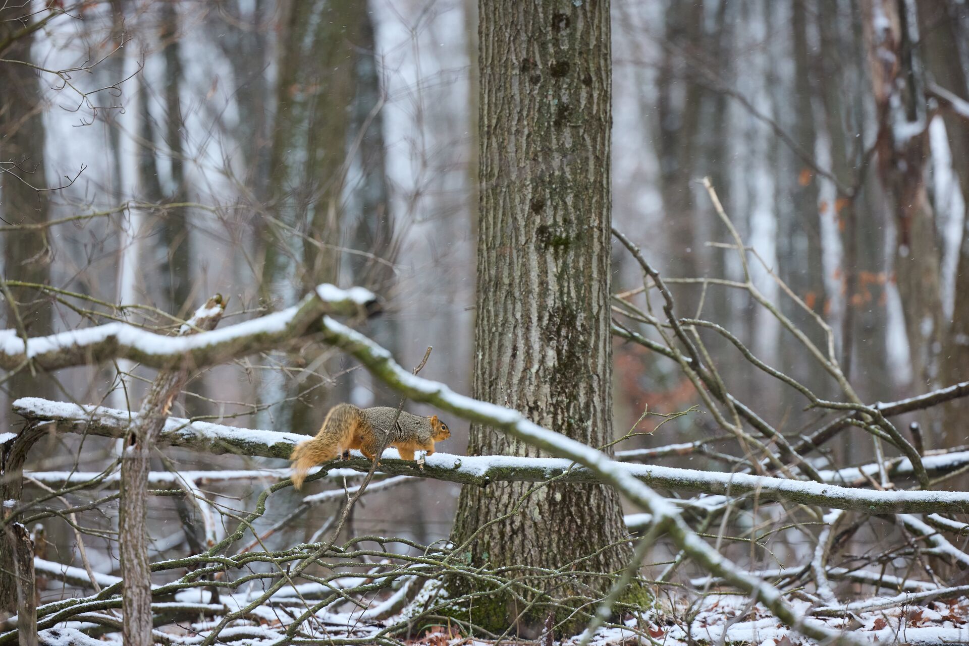 Squirrel on a snowy branch, how to get an Indiana youth hunting license concept. 