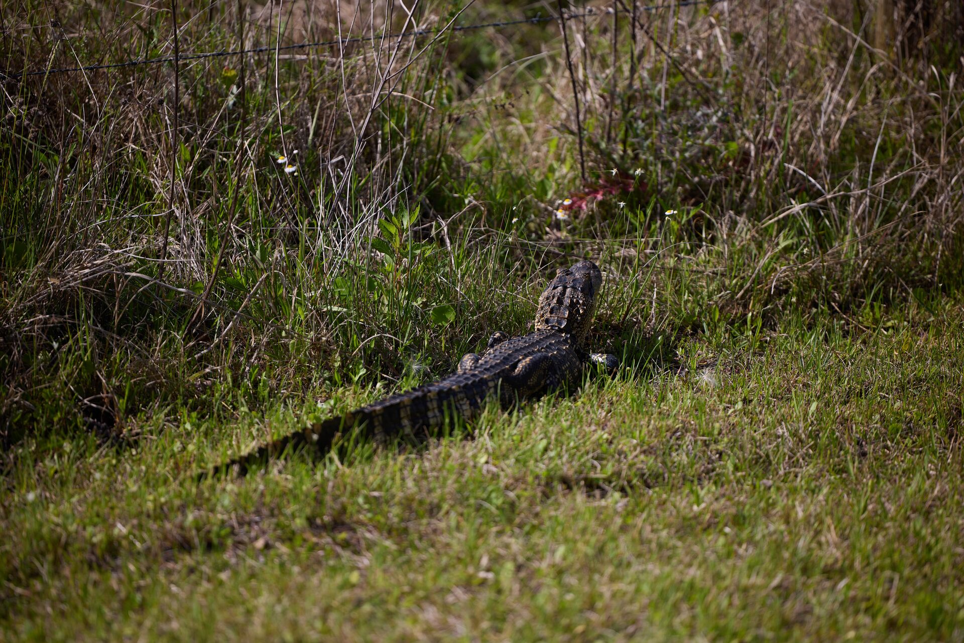 Alligator in the grass, youth hunting license in Georgia concept. 