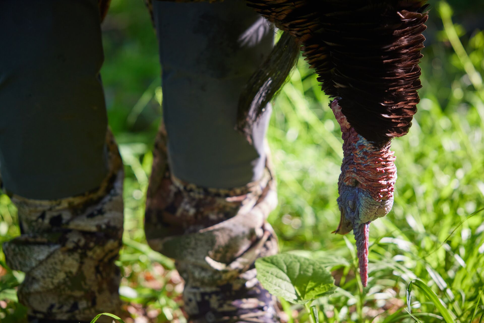 Close-up of a turkey's head next to a hunter's legs, Georgia youth hunting concept. 