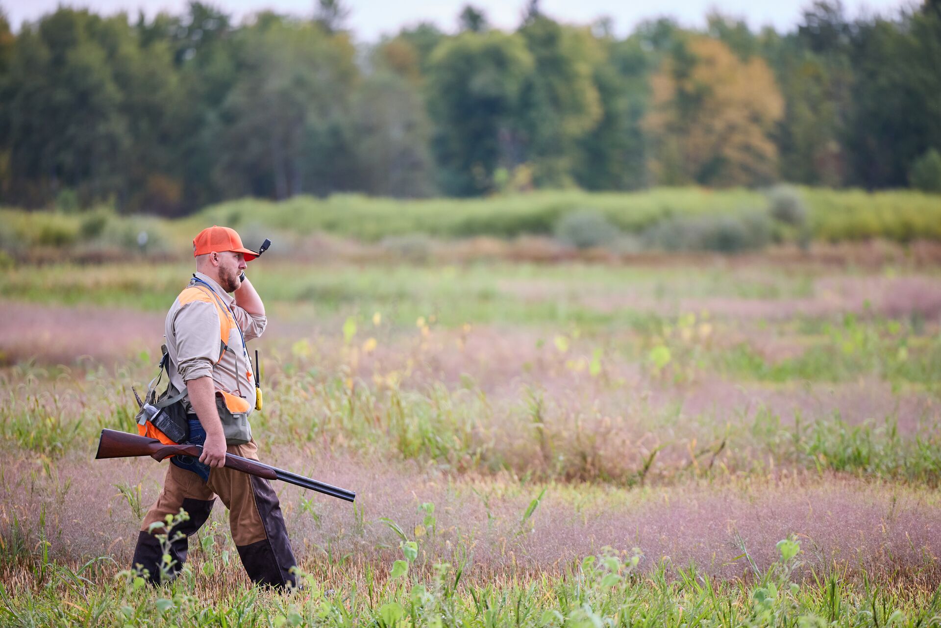 Hunter in orange hat with shotgun walks field, take a hunter safety course concept. 