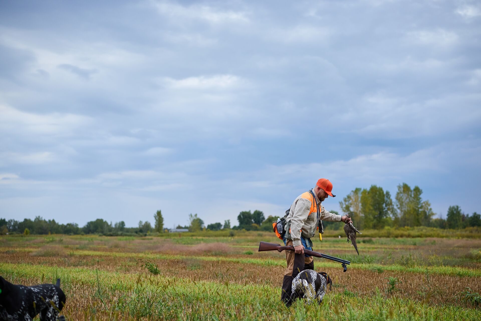 Upland game hunter retrieving bird in field, get a hunter education certificate next steps concept. 