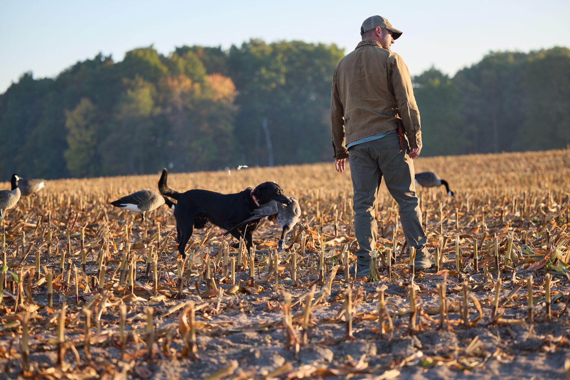 Dog carries goose with hunter in field, how much is a hunter safety course concept.