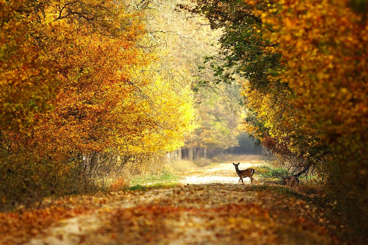 What the rules of fair chase address ilearntohunt