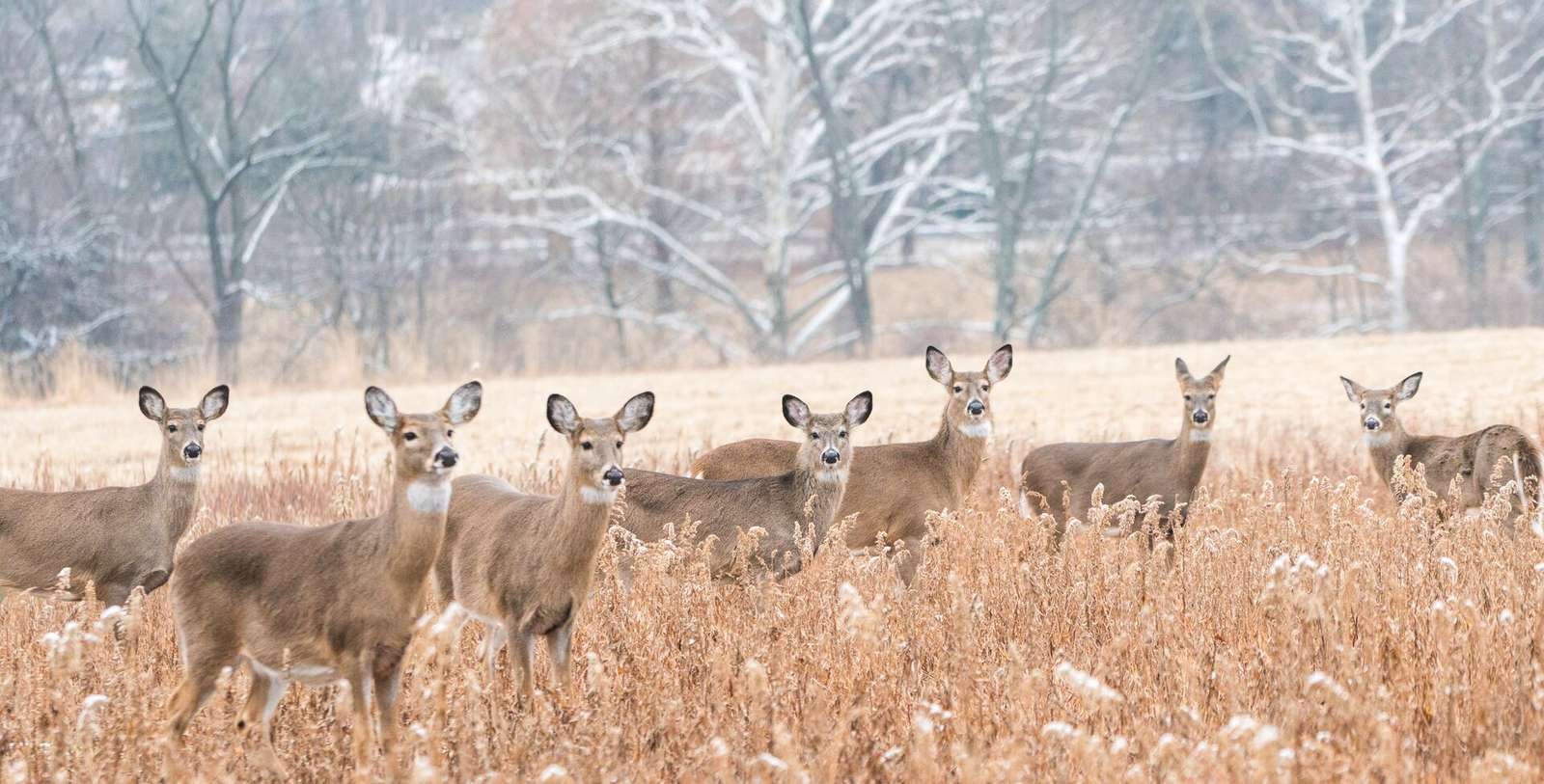 What the rules of fair chase address ilearntohunt