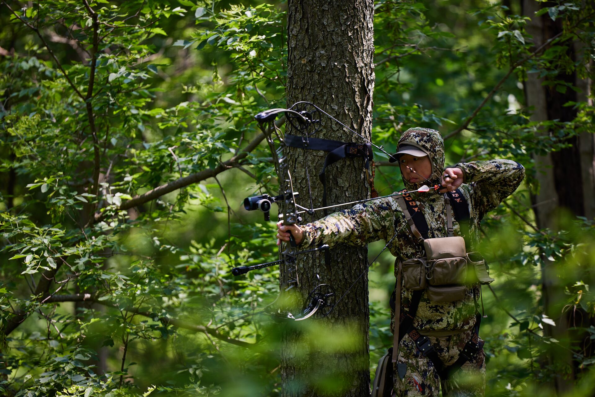 Hunter draws bow in tree stand, tree stand safety concept. 