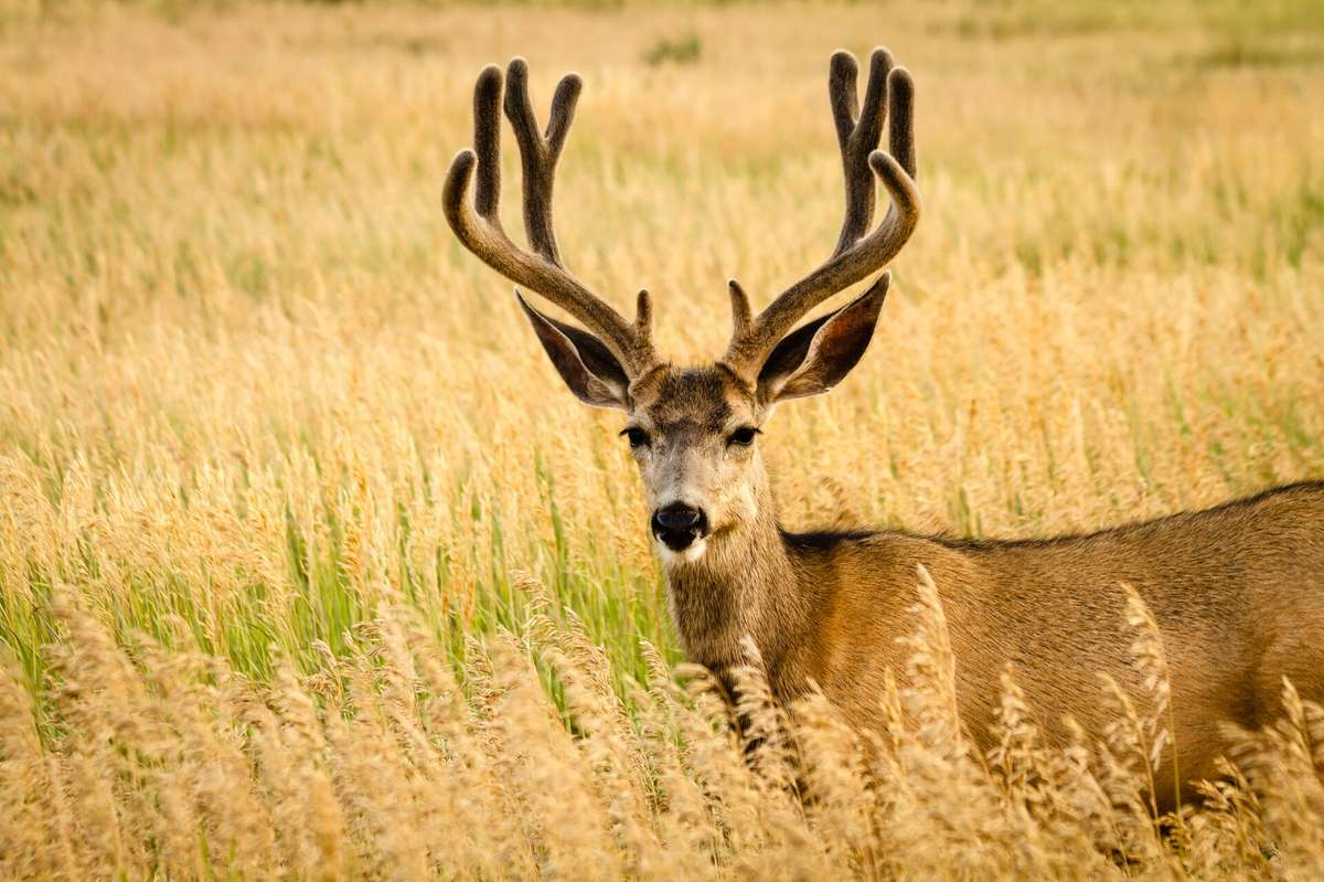 Animal Identification: Mule Deer vs Whitetail | ilearntohunt