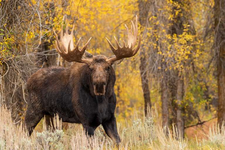 Animal Identification Guide: Elk vs Moose | ilearntohunt