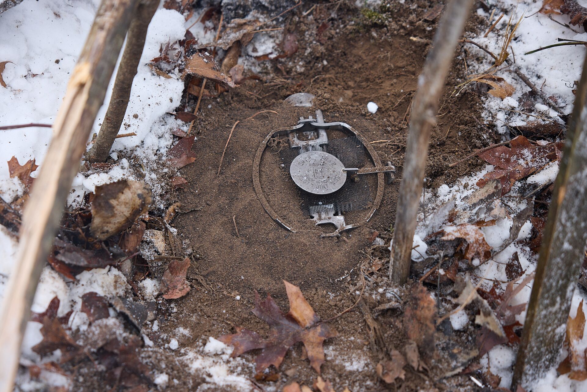 Animal trap set in the dirt, how do you set a coyote trap concept. 