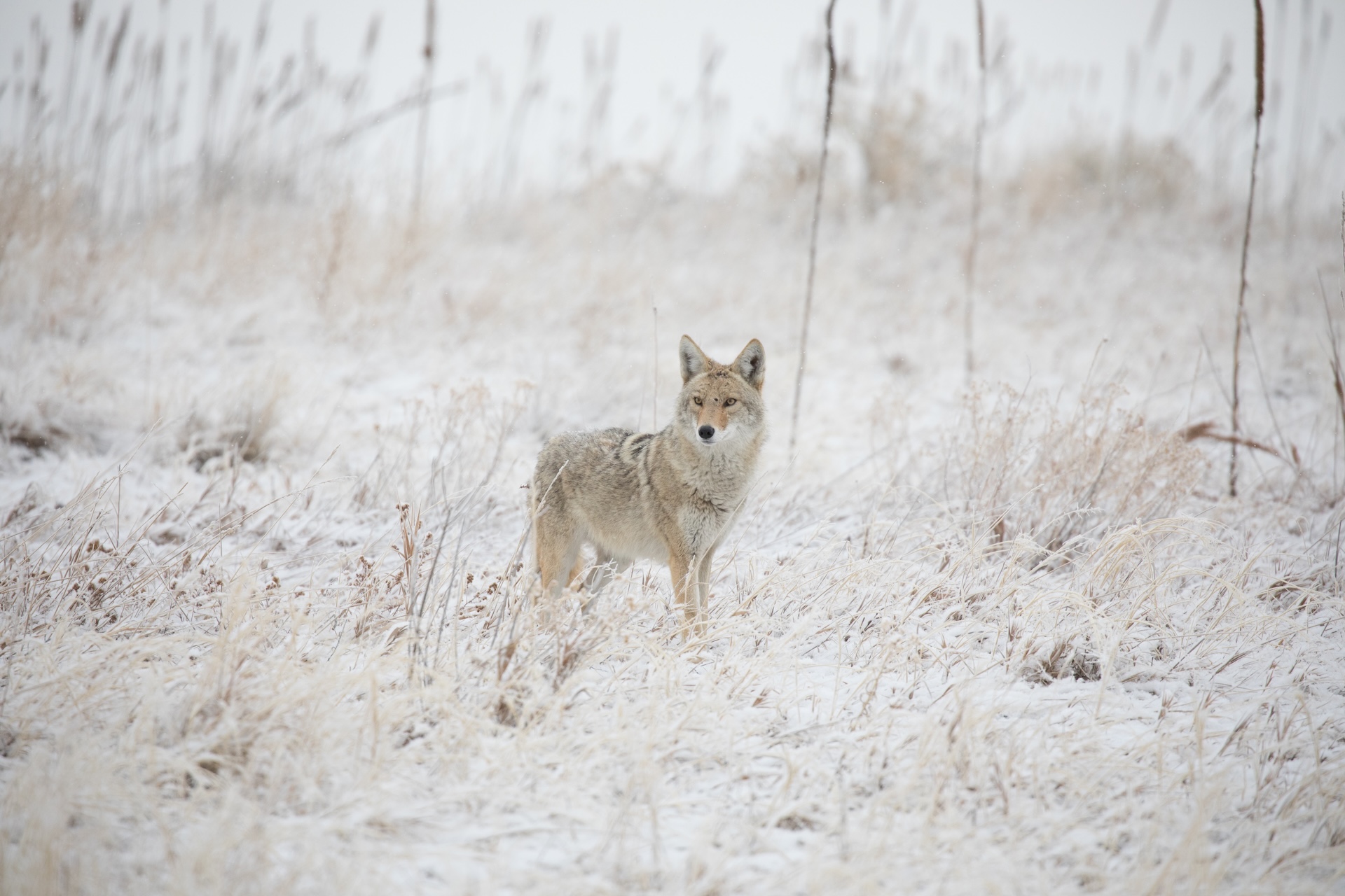 Coyote stands in the snow, coyote trapping basics concept. 