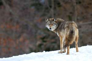A coyote stands in the snow with trees in the background, coyote trapping basics concept..
