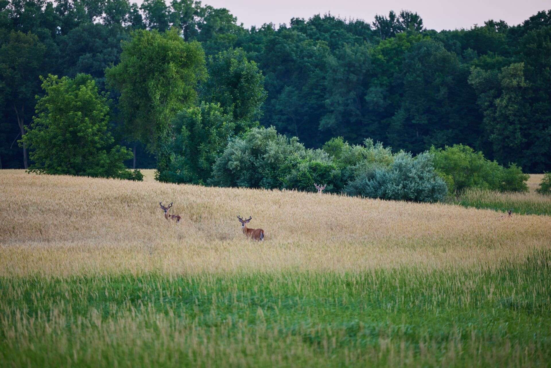 Conservation Vs Preservation What Hunters Should Know Ilearntohunt Conservation Vs Preservation What Hunters Should Know Ilearntohunt