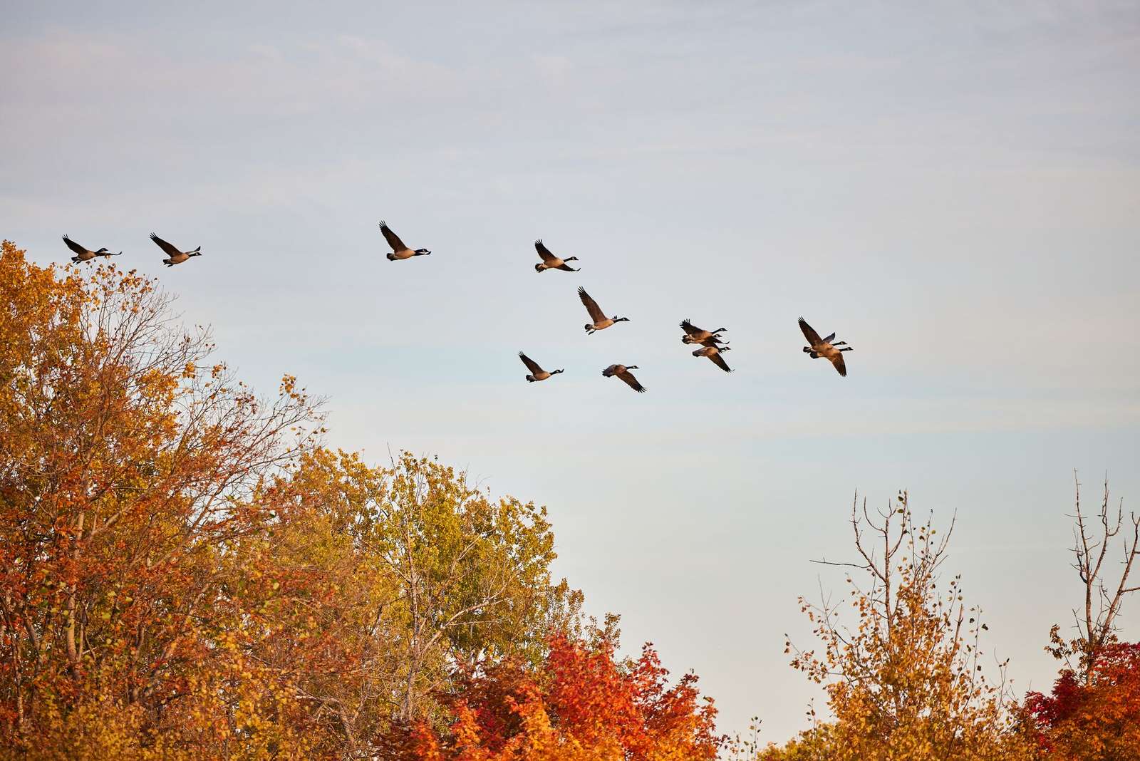 Conservation Vs Preservation What Hunters Should Know Ilearntohunt Conservation Vs Preservation What Hunters Should Know Ilearntohunt