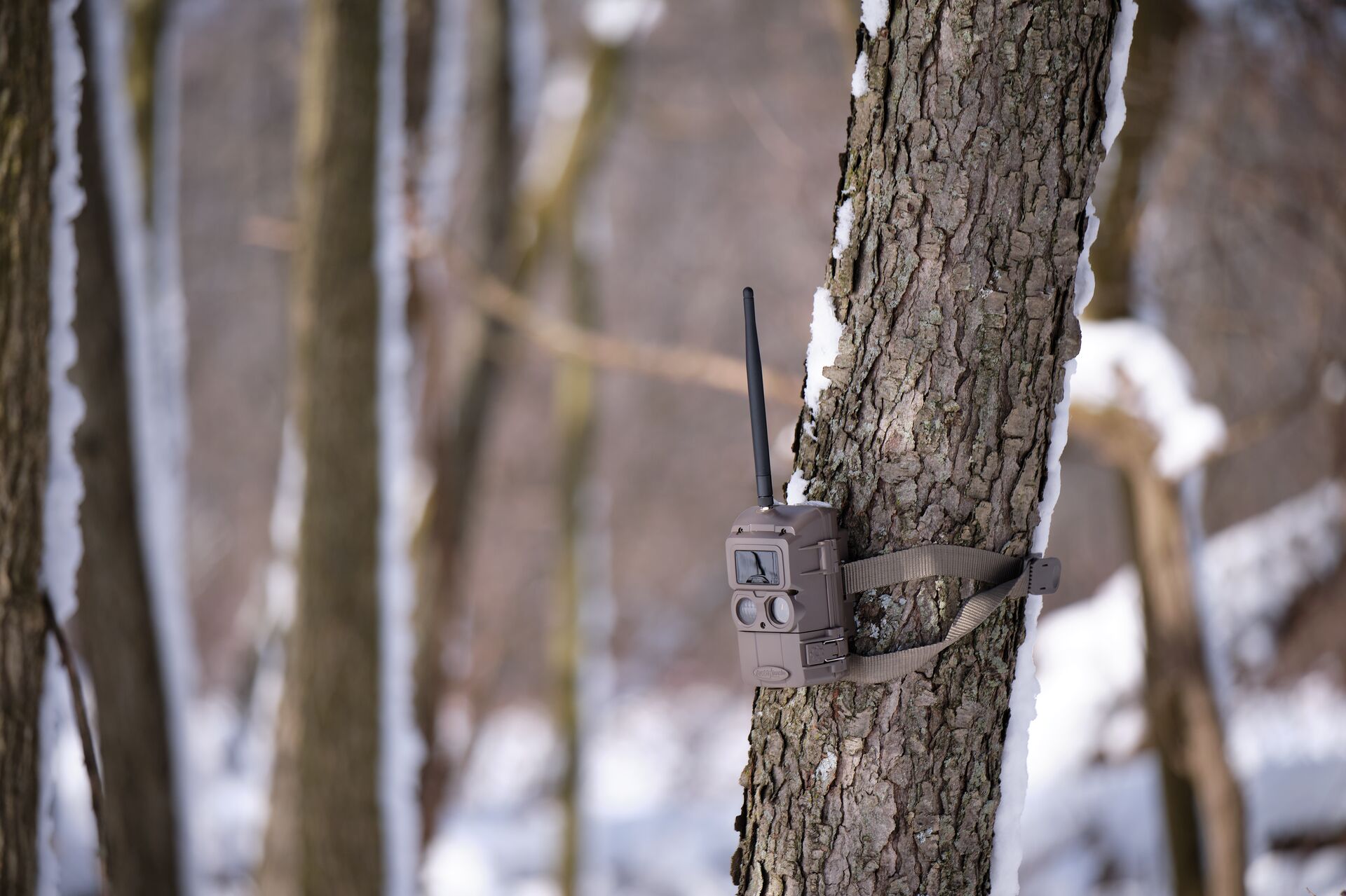 A trail camera strapped to a tree in the woods, hunting safety tips concept.