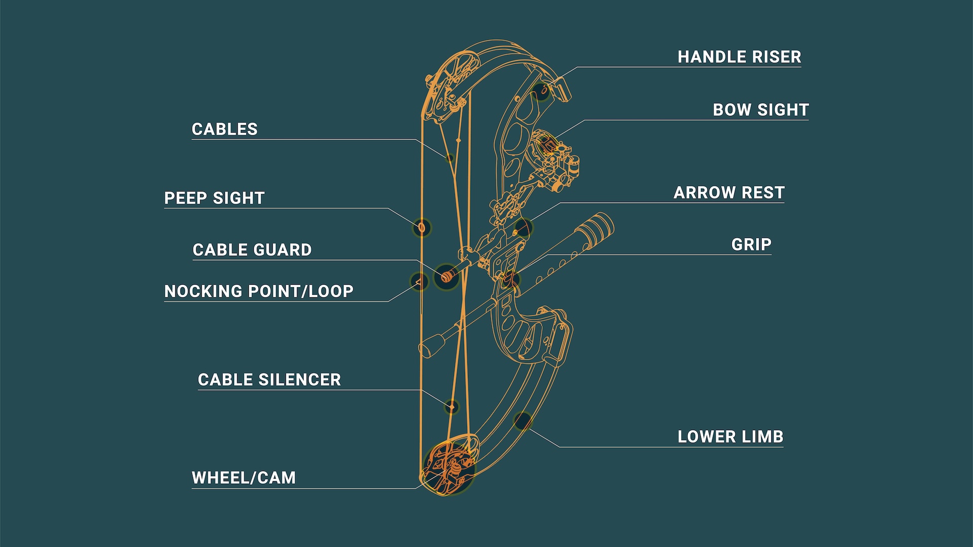 Illustration of the parts of a compound bow.