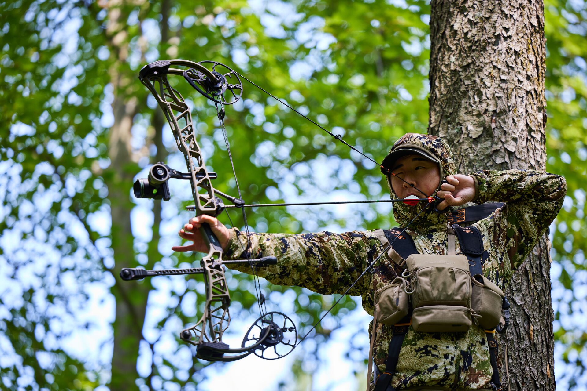 Hunter in a tree draws a compound bow.