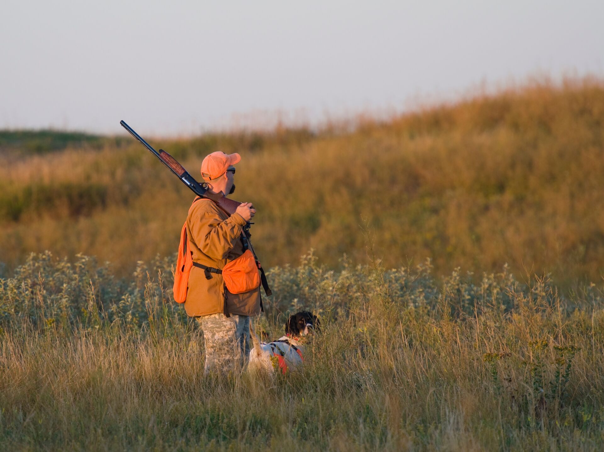Hunter with shotgun and dog in the field, why do hunters wear orange concept.
