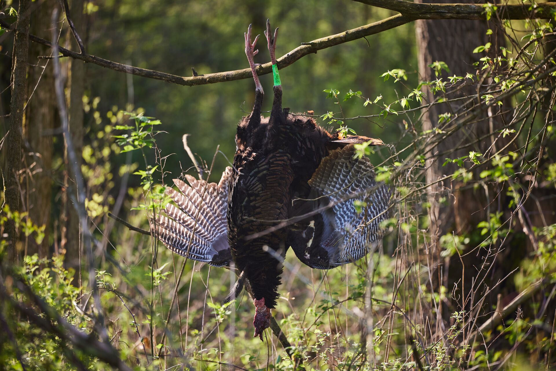 A turkey hangs upside down after a hunt.