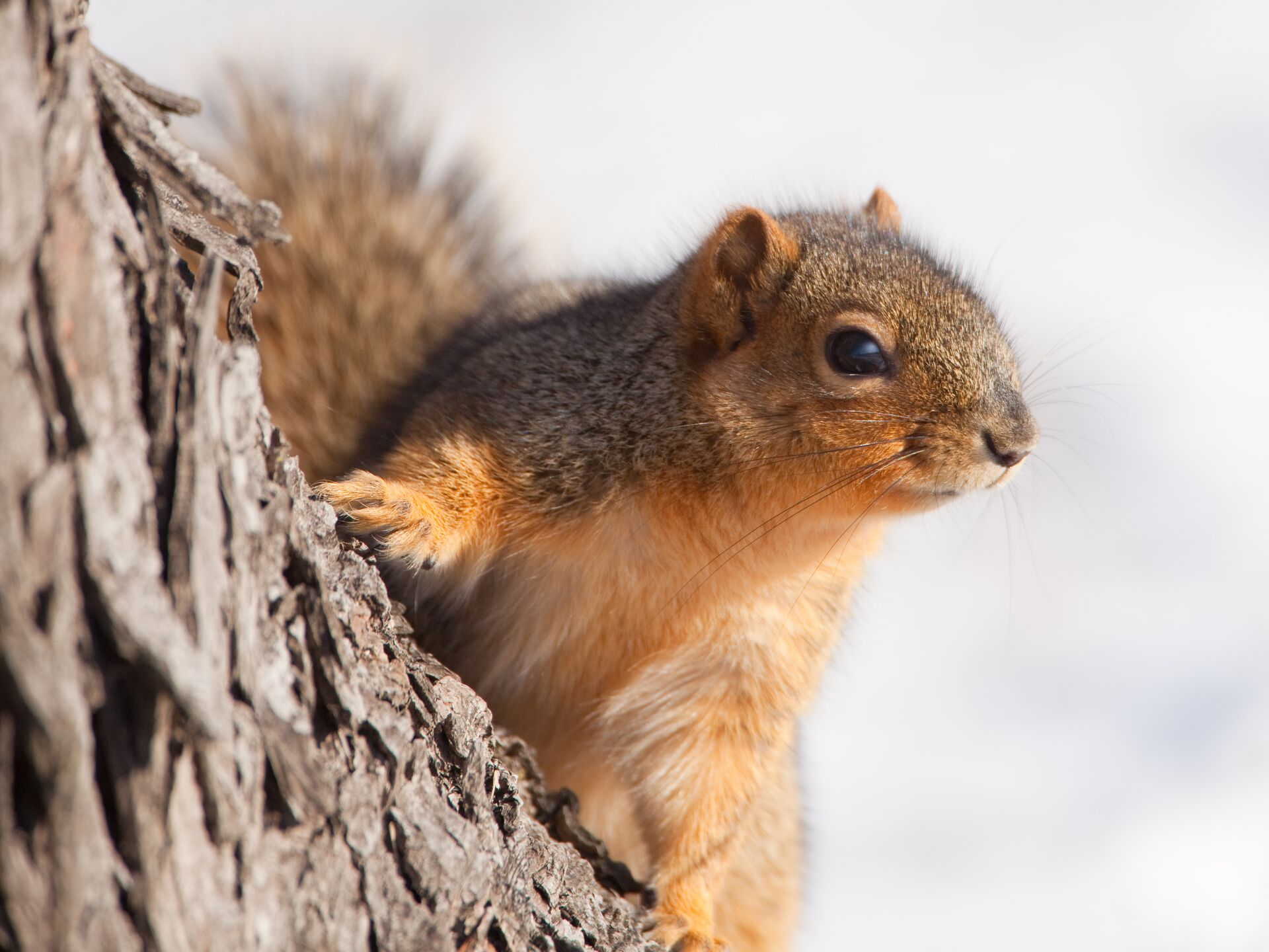 A squirrel on the side of a tree, small game hunting arrow tips concept.