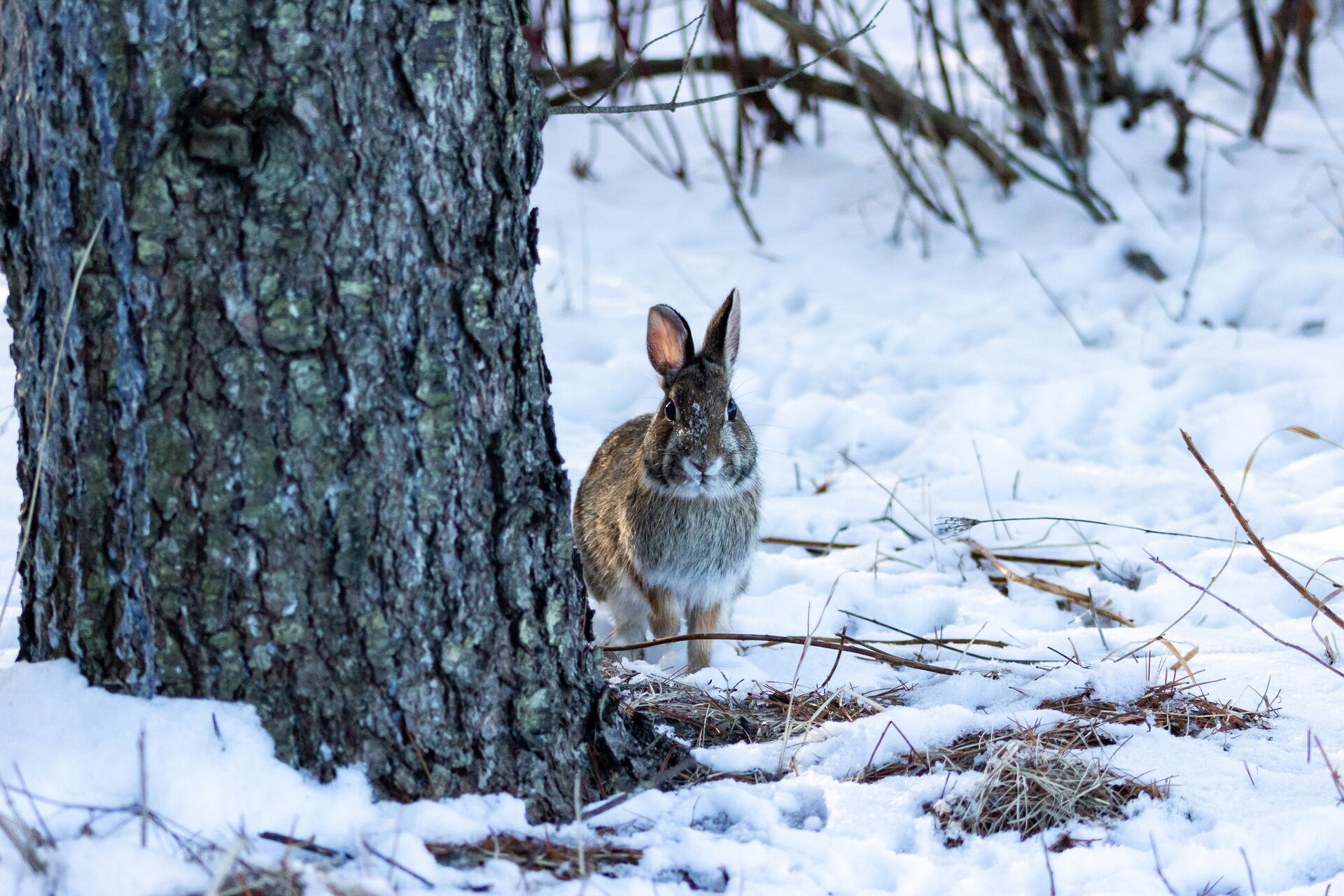 A rabbit near a tree in the snow.