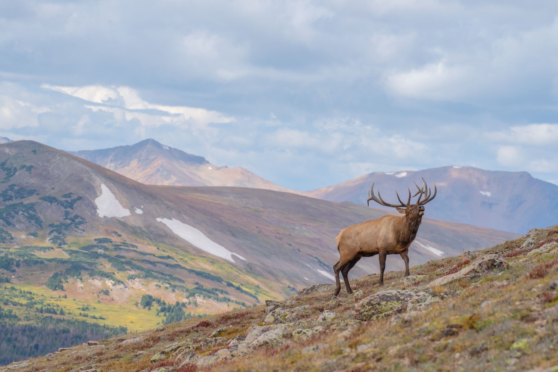 An elk bugles on a mountain in the distance, use long range hunting rifle concept.
