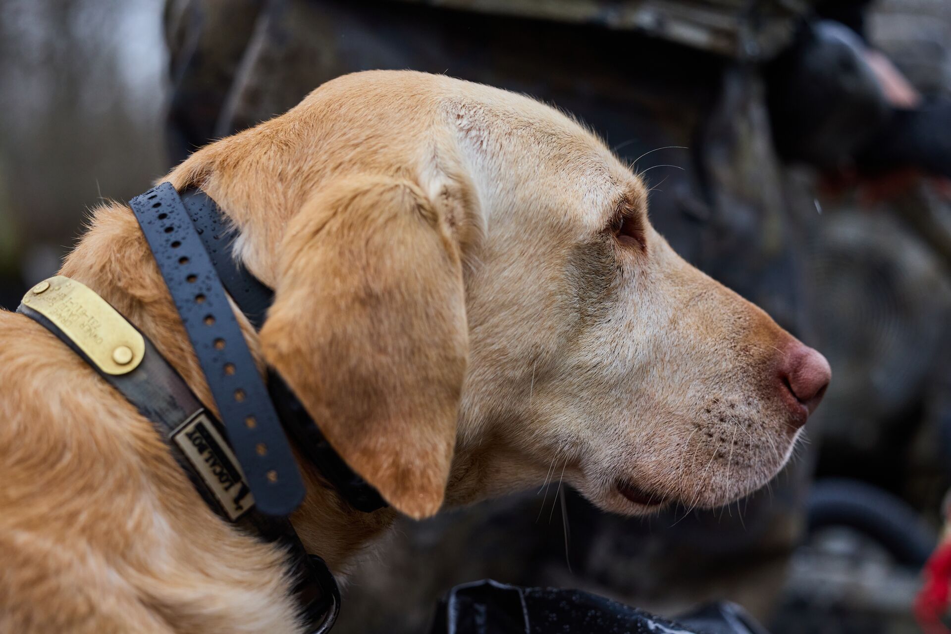 Close-up of a hunting dog, how to train a dog to hunt pheasants concept.