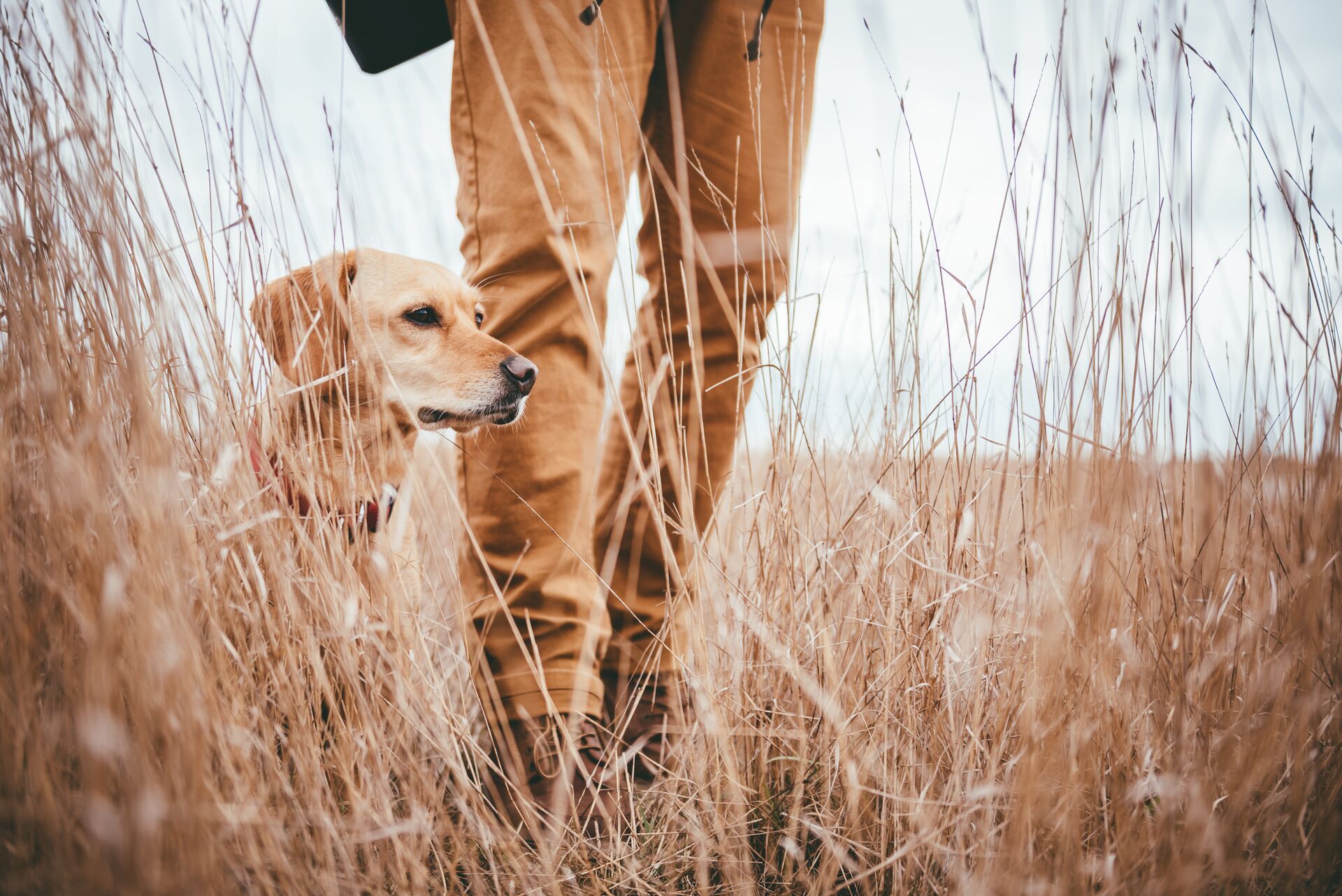 Dog waits next to hunter in a field.