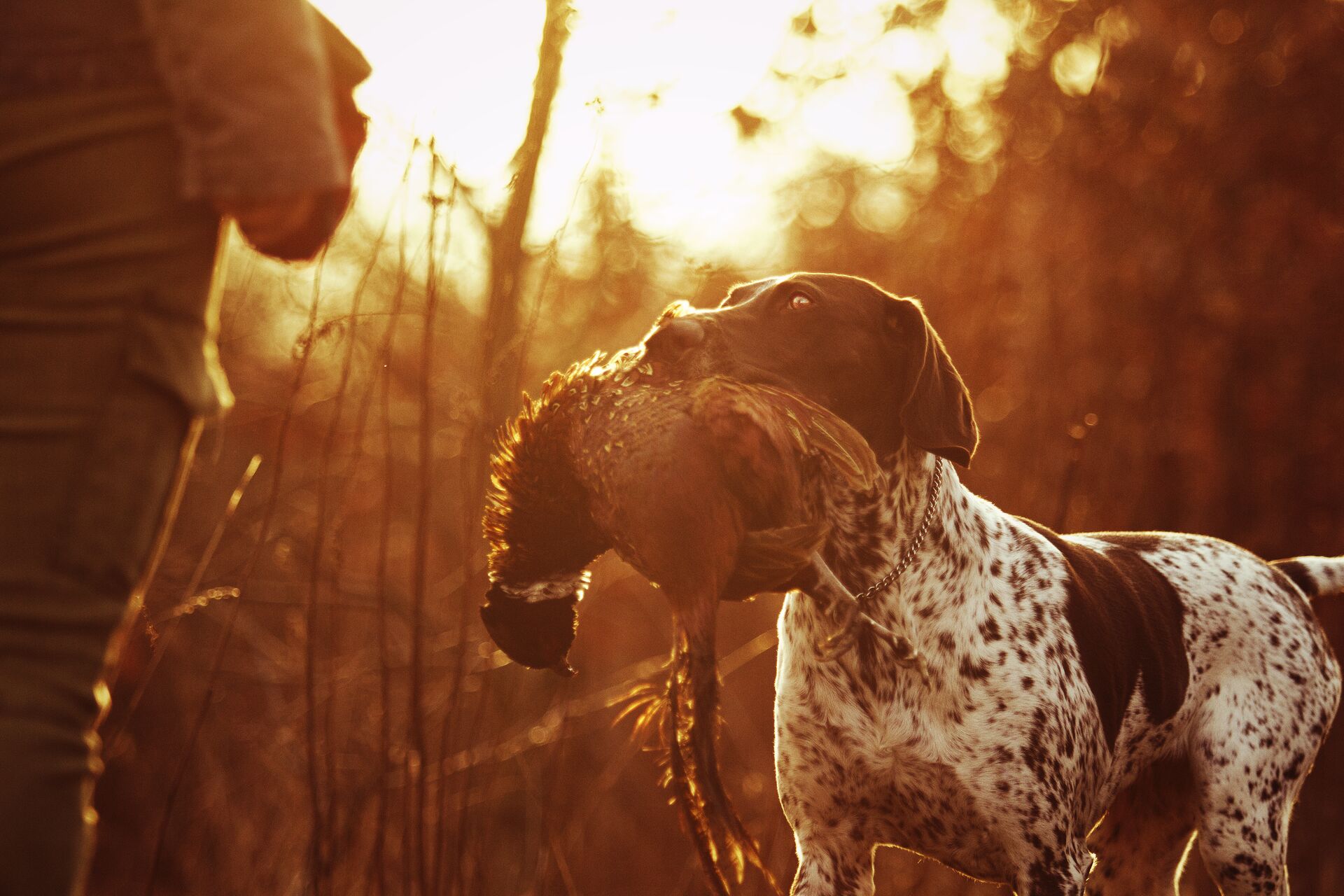 A hunting dog brings a pheasant to a hunter, how to train a dog to hunt pheasants concept.